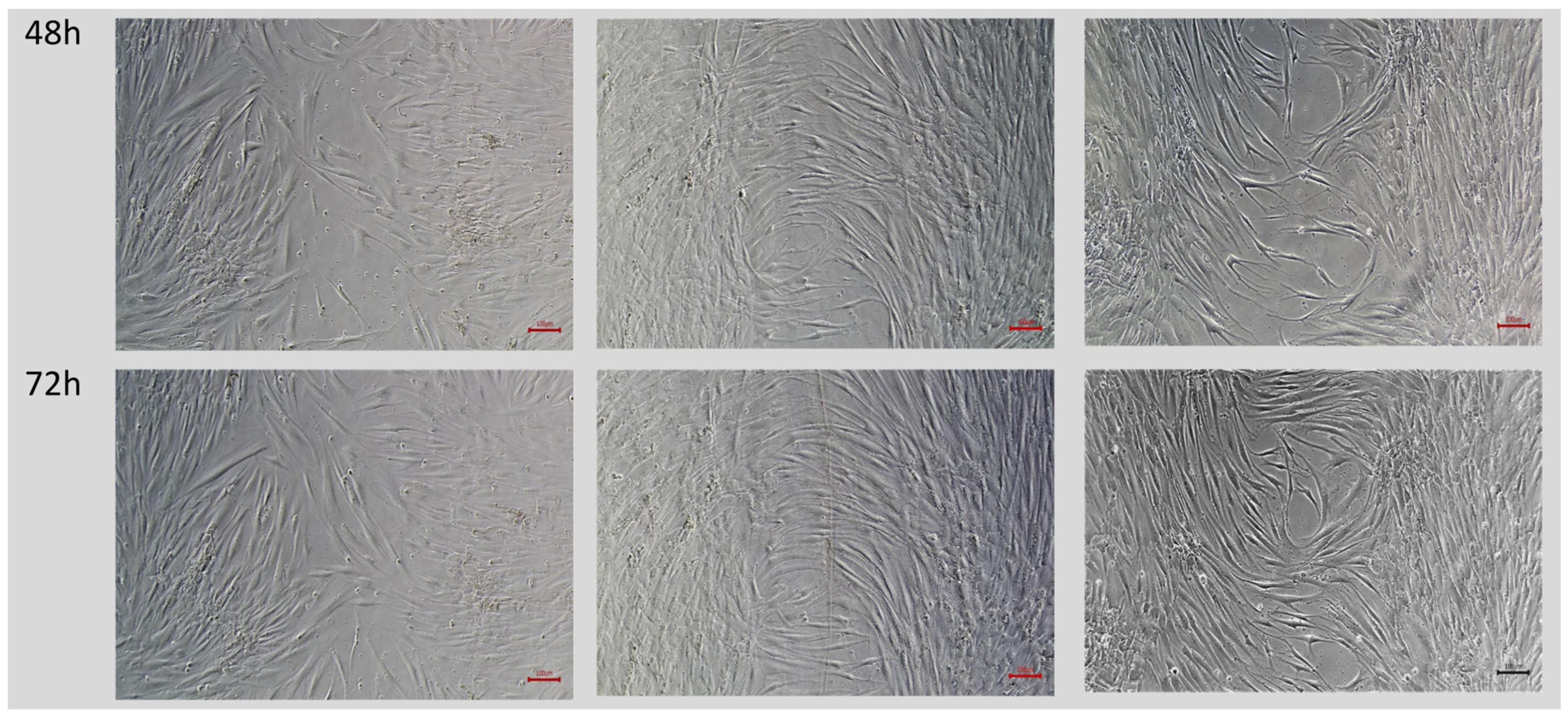 Ijms 24 05775 g003a Ijms 24 05775 g003a