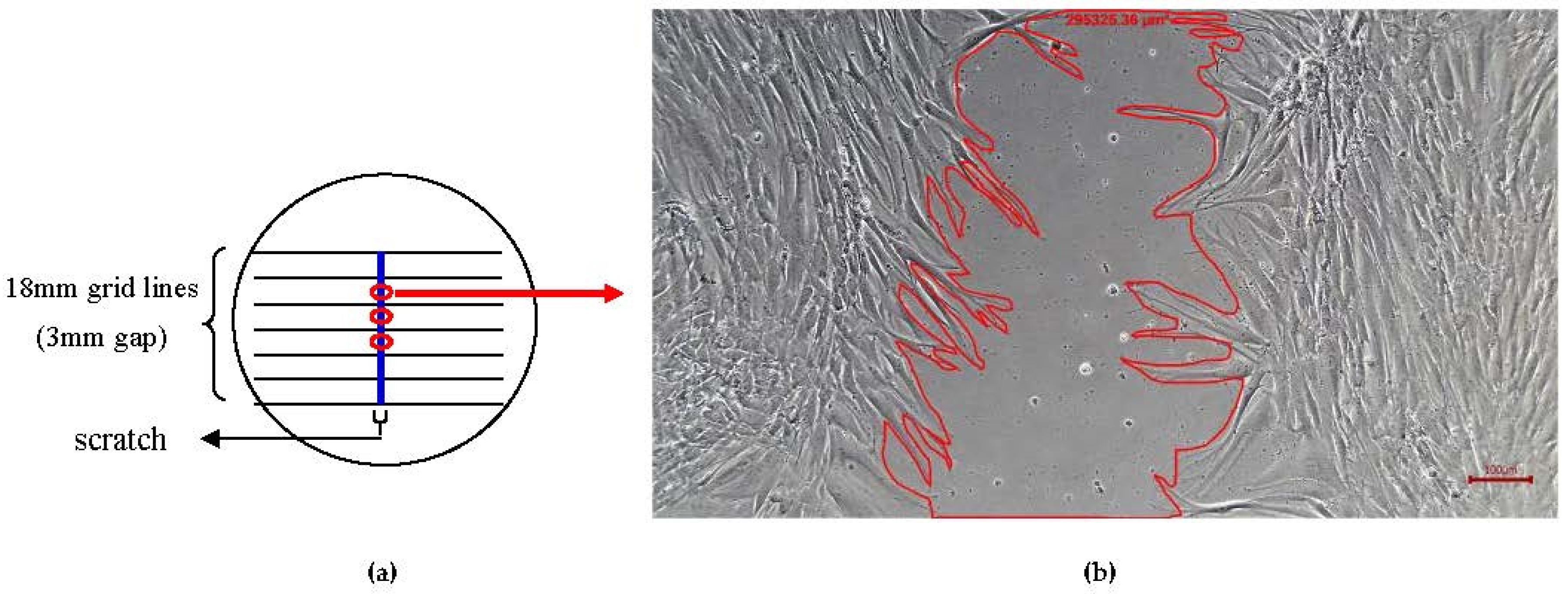 Ijms 24 05775 g006 Ijms 24 05775 g006