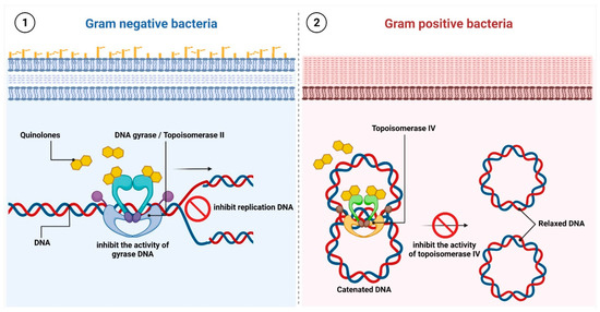 Antibiotics and Bacterial Resistance—A Short Story of an Antibiotics and Bacterial Resistance—A Short Story of an