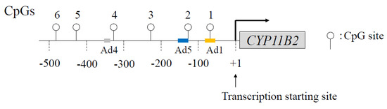 Molecular and Epigenetic Control of Aldosterone Synthase, CYP11B2 and ...