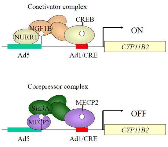 Molecular and Epigenetic Control of Aldosterone Synthase, CYP11B2 and ...