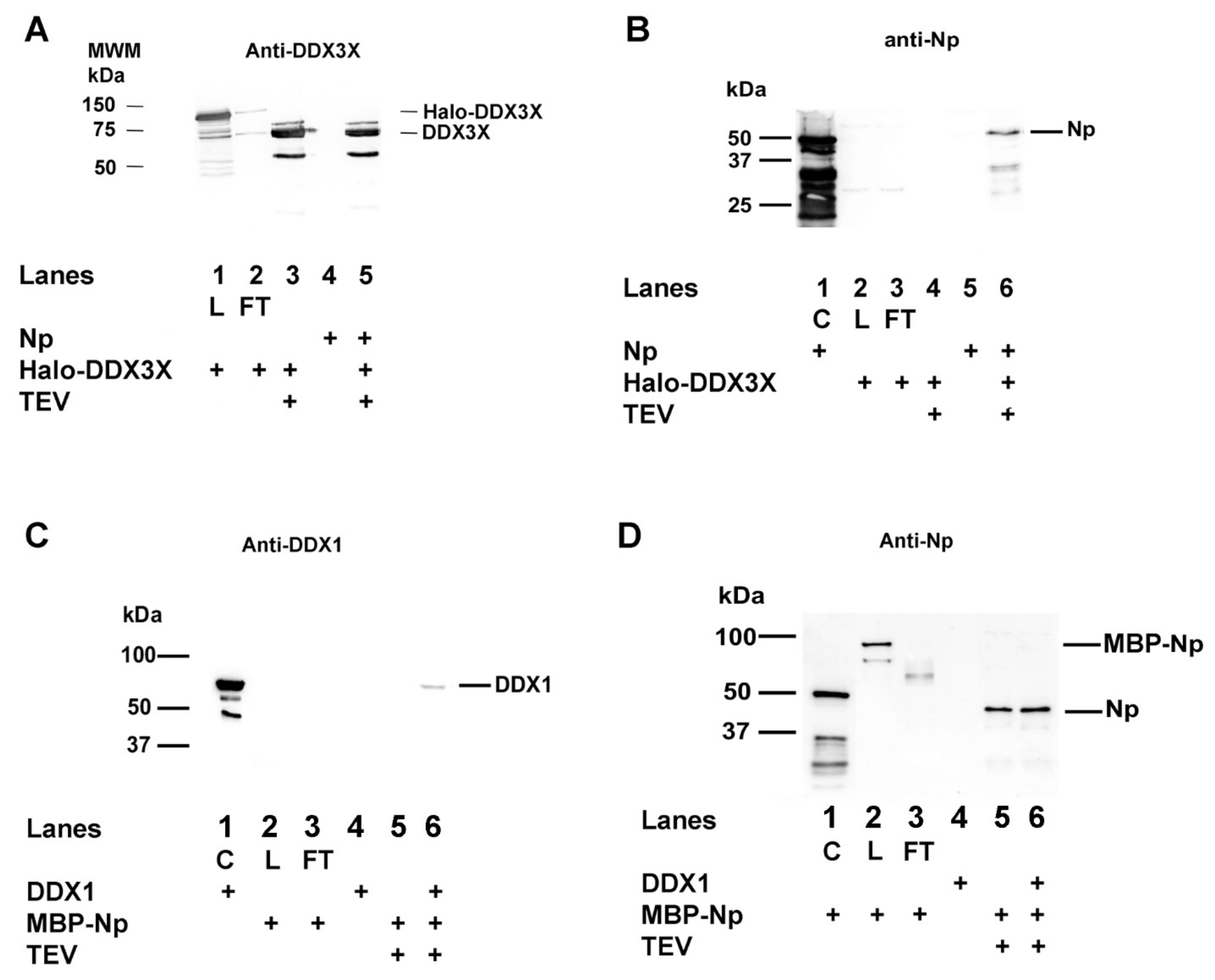 Ijms 24 05784 g005 Ijms 24 05784 g005