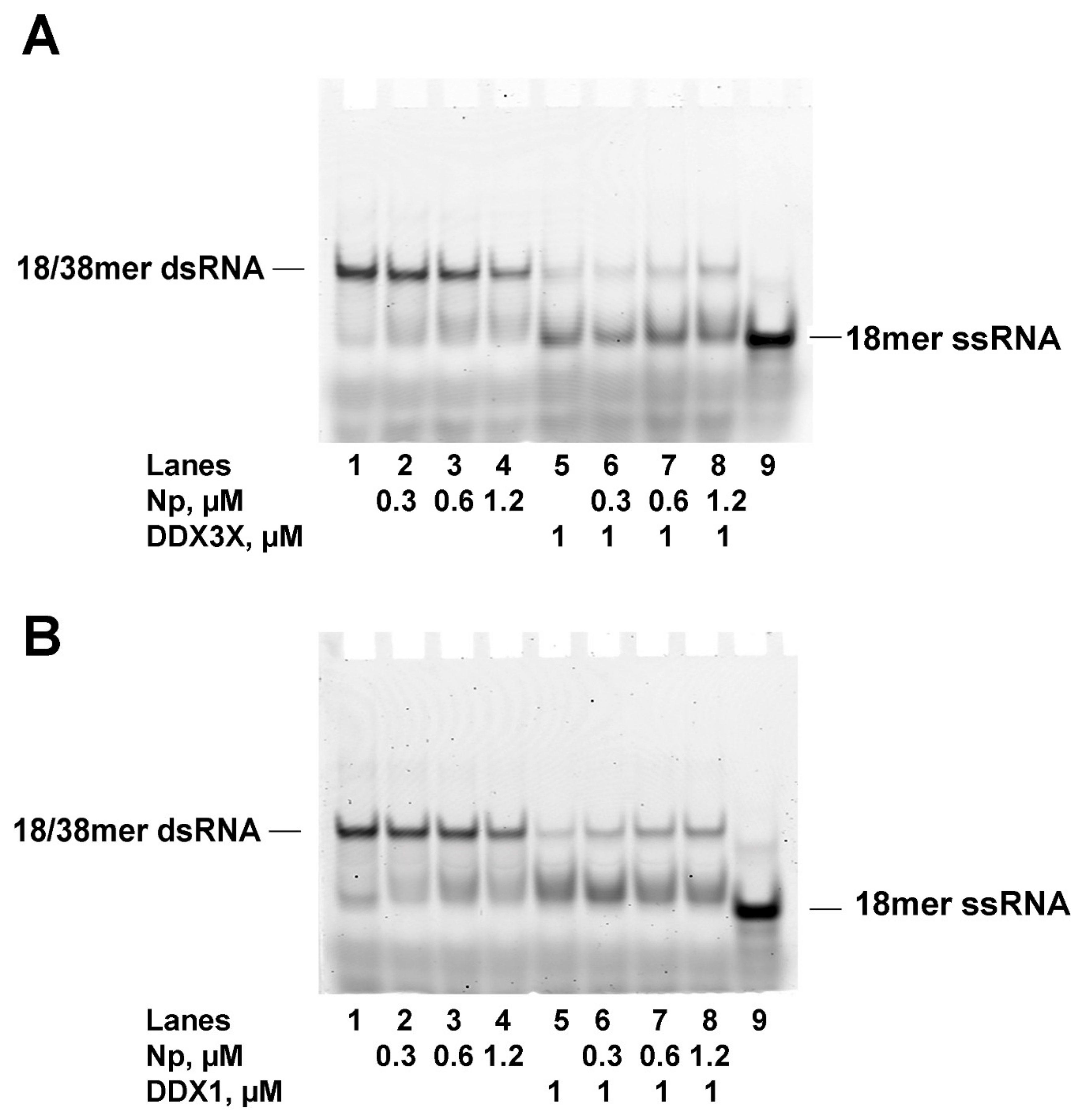 Ijms 24 05784 g007 Ijms 24 05784 g007