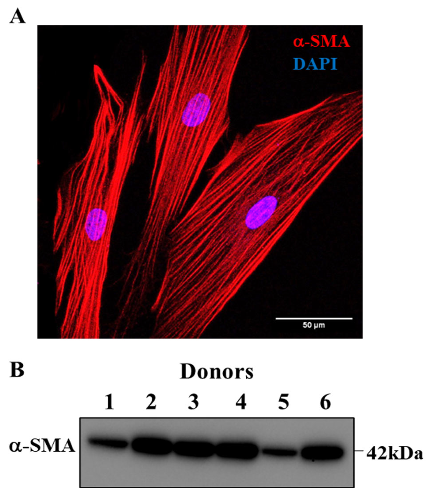Ijms 24 05788 g002 Ijms 24 05788 g002