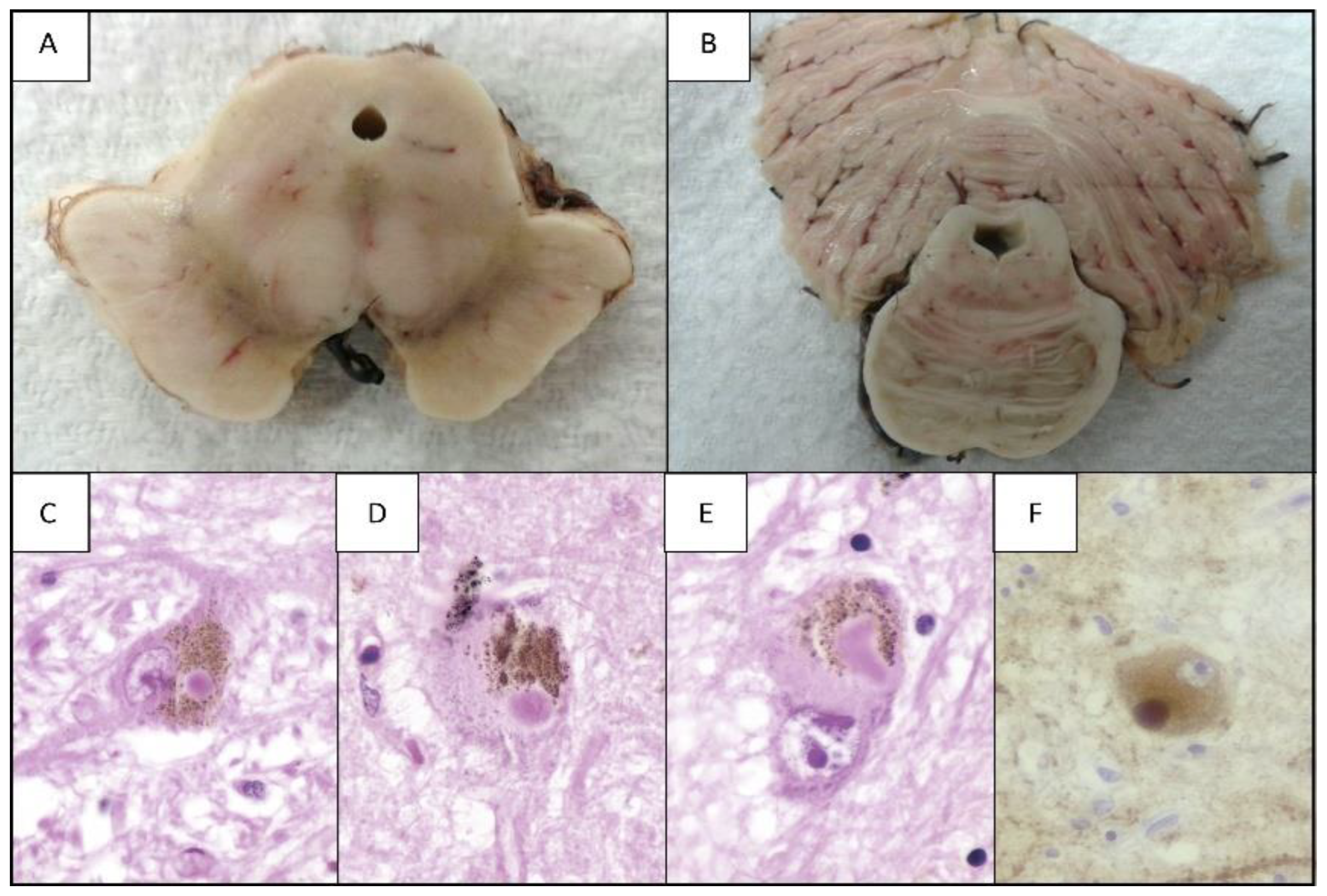 Ijms 24 05792 g004 Ijms 24 05792 g004