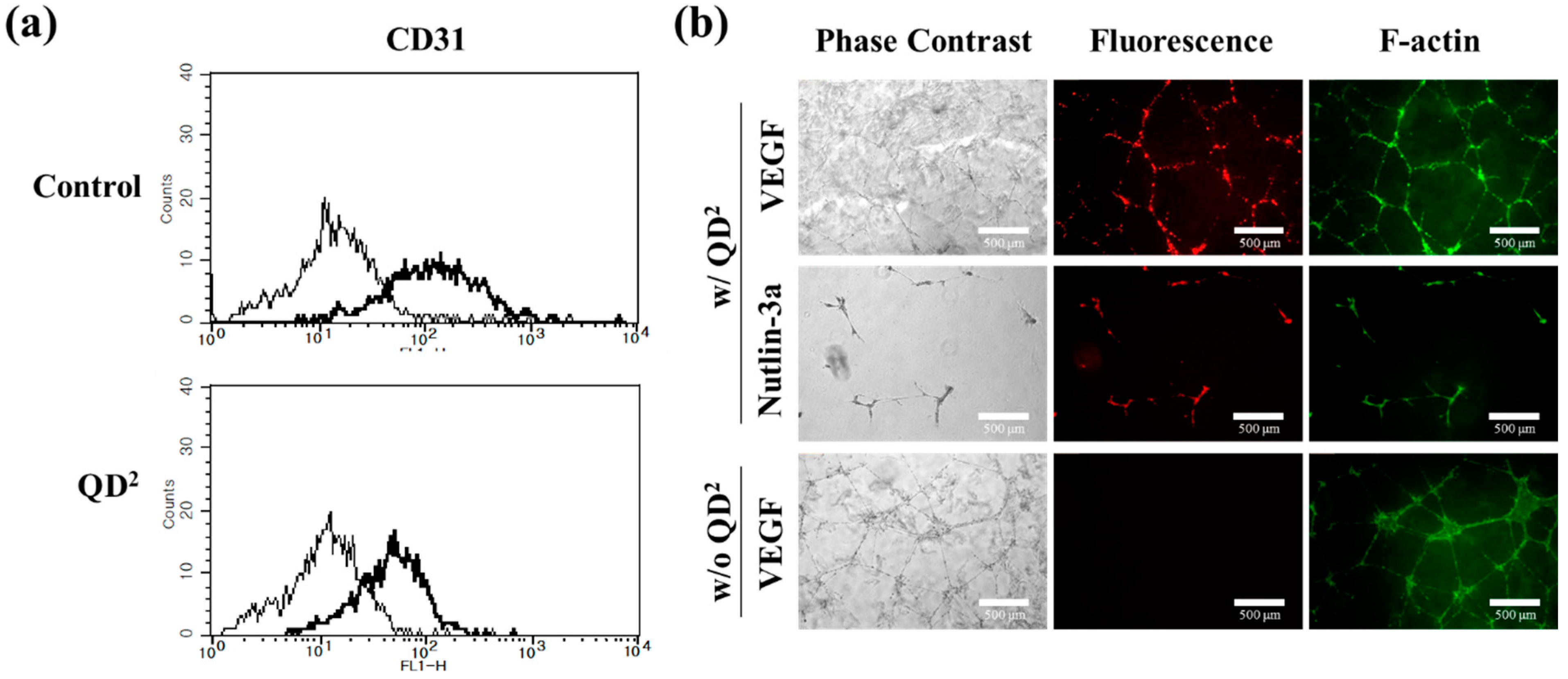 Ijms 24 05794 g004 Ijms 24 05794 g004