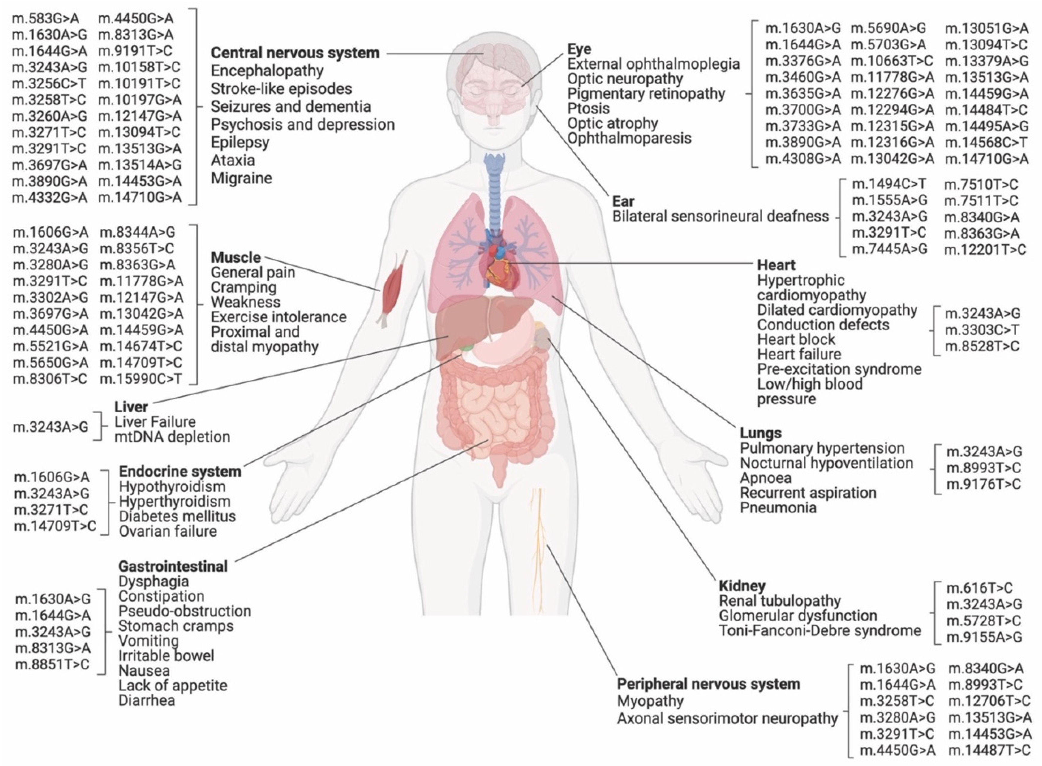 Mitochondrial Base Editing: Recent Advances towards
