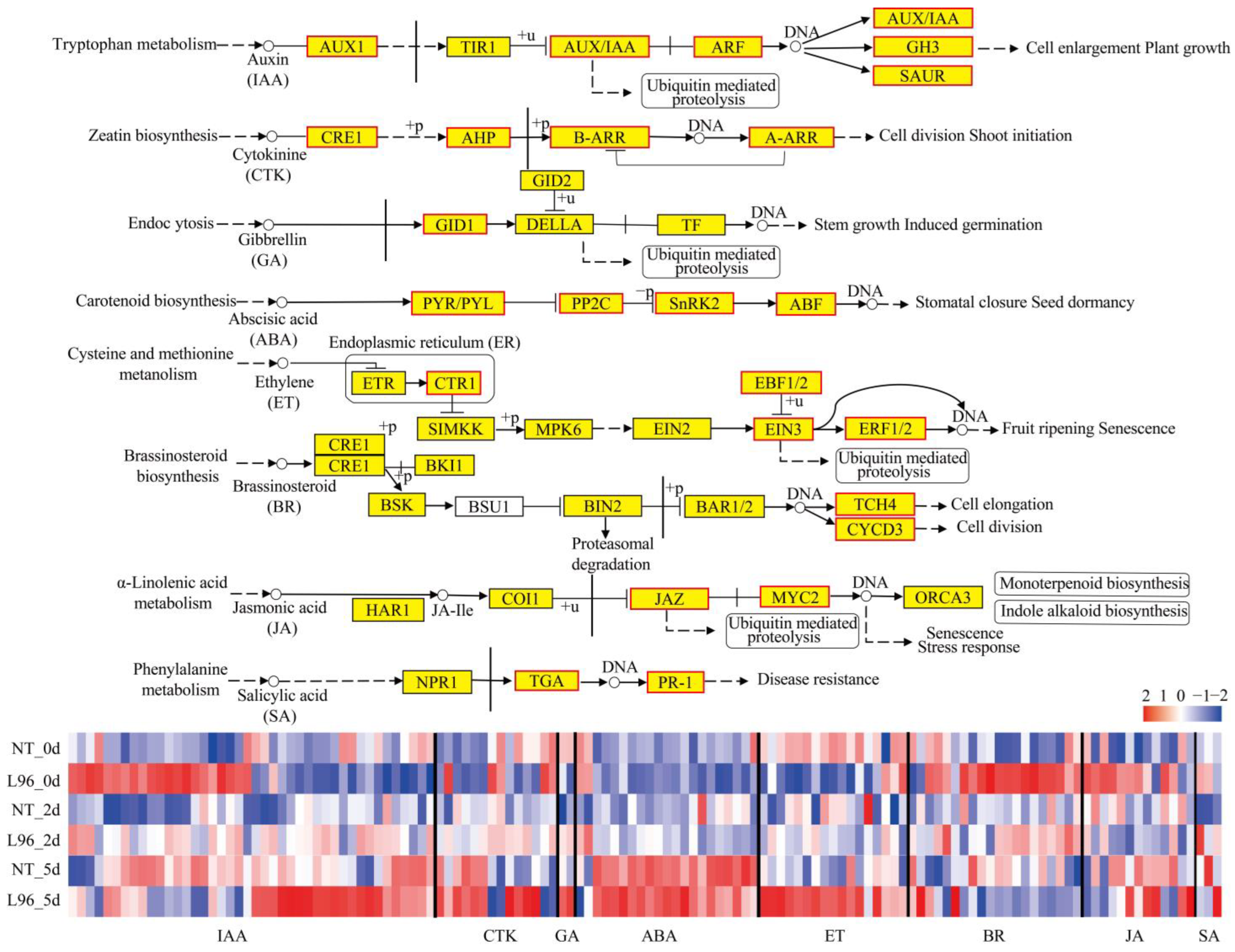 Ijms 24 05822 g004 Ijms 24 05822 g004