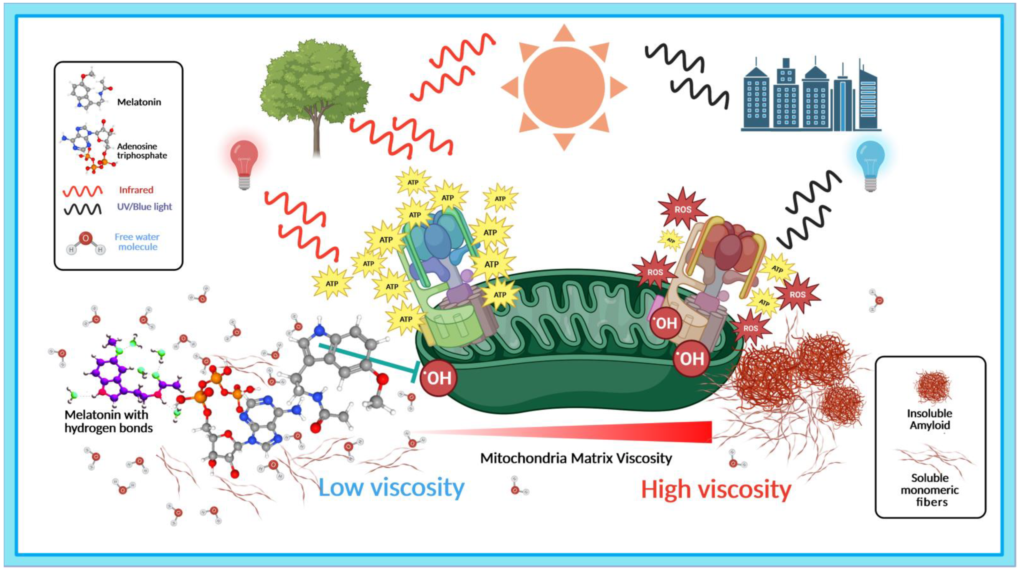 IJMS Free Full-Text Light, Water, and Melatonin The Synergistic Regulation of Phase Separation in Dementia picture