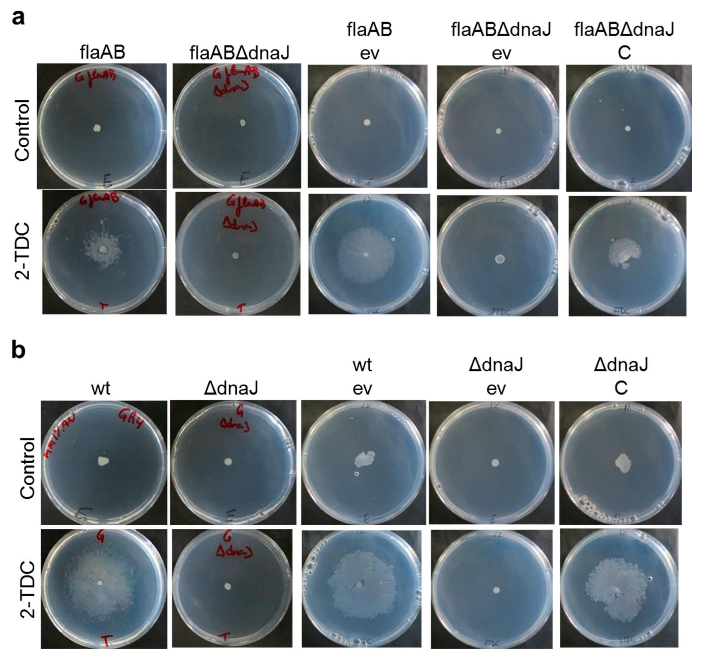 Ijms 24 05848 g003 Ijms 24 05848 g003