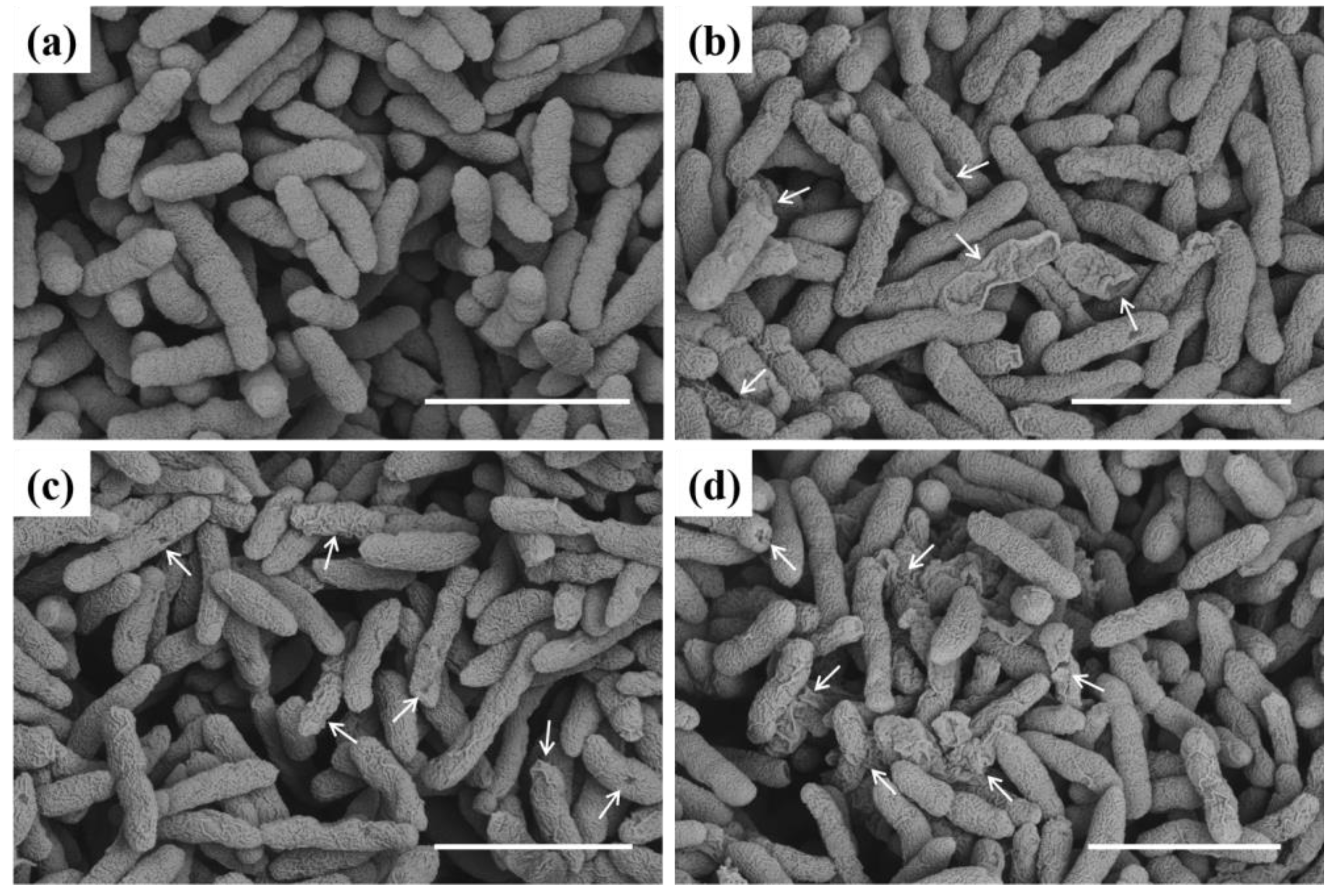 Ijms 24 05861 g006 Ijms 24 05861 g006