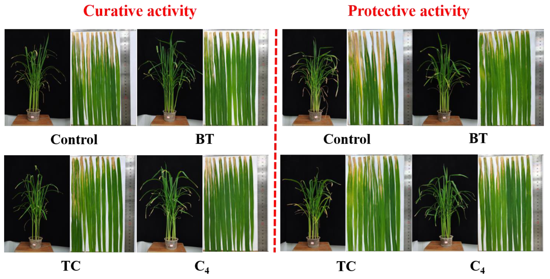 Ijms 24 05861 g010 Ijms 24 05861 g010