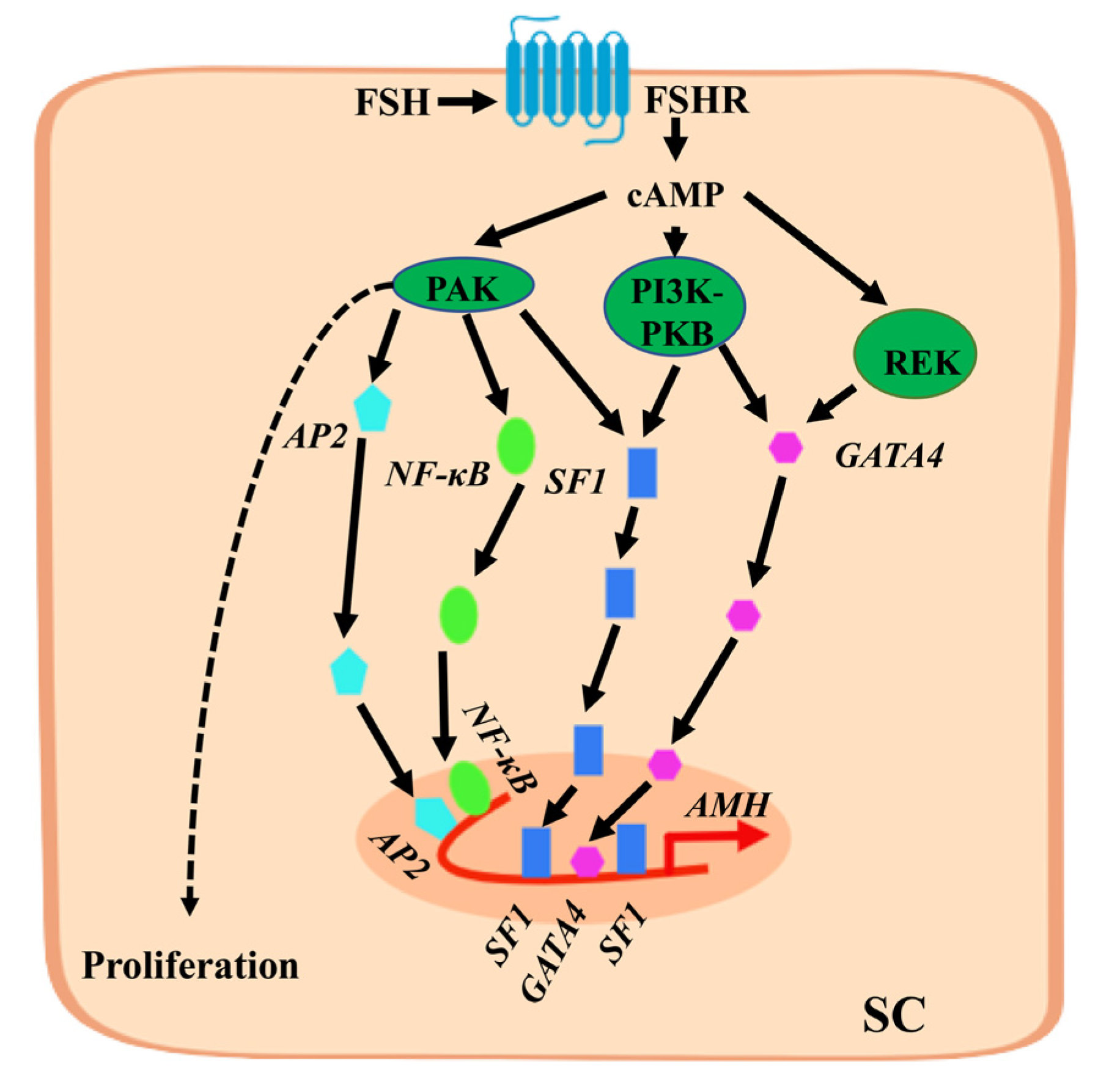 Ijms 24 05874 g001 Ijms 24 05874 g001
