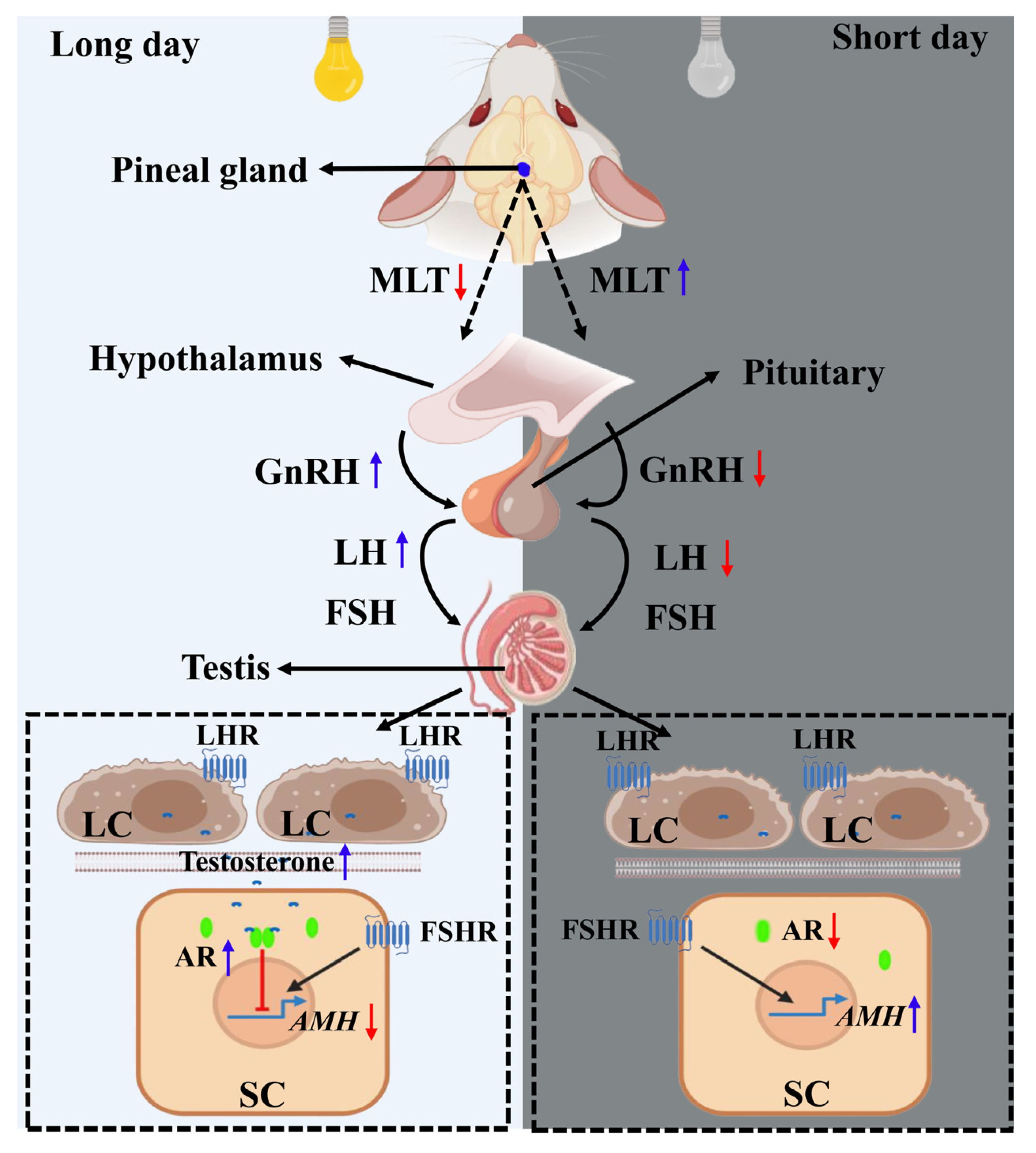 Ijms 24 05874 g004 Ijms 24 05874 g004