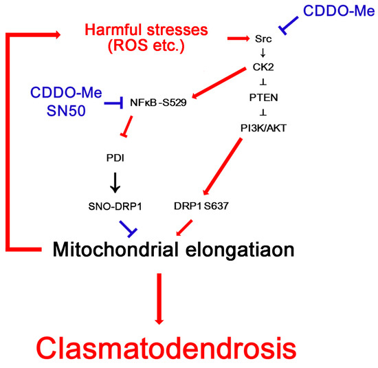 CDDO-Me Abrogates Aberrant Mitochondrial Elongation in Clasmatodendritic Degeneration by Regulating NF-κB-PDI-Mediated S-Nitrosylation of DRP1 CDDO-Me Abrogates Aberrant Mitochondrial Elongation in Clasmatodendritic Degeneration by Regulating NF-κB-PDI-Mediated S-Nitrosylation of DRP1