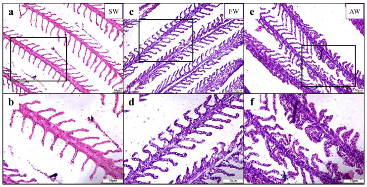 Transcriptomic Modulation Reveals the Specific Cellular
