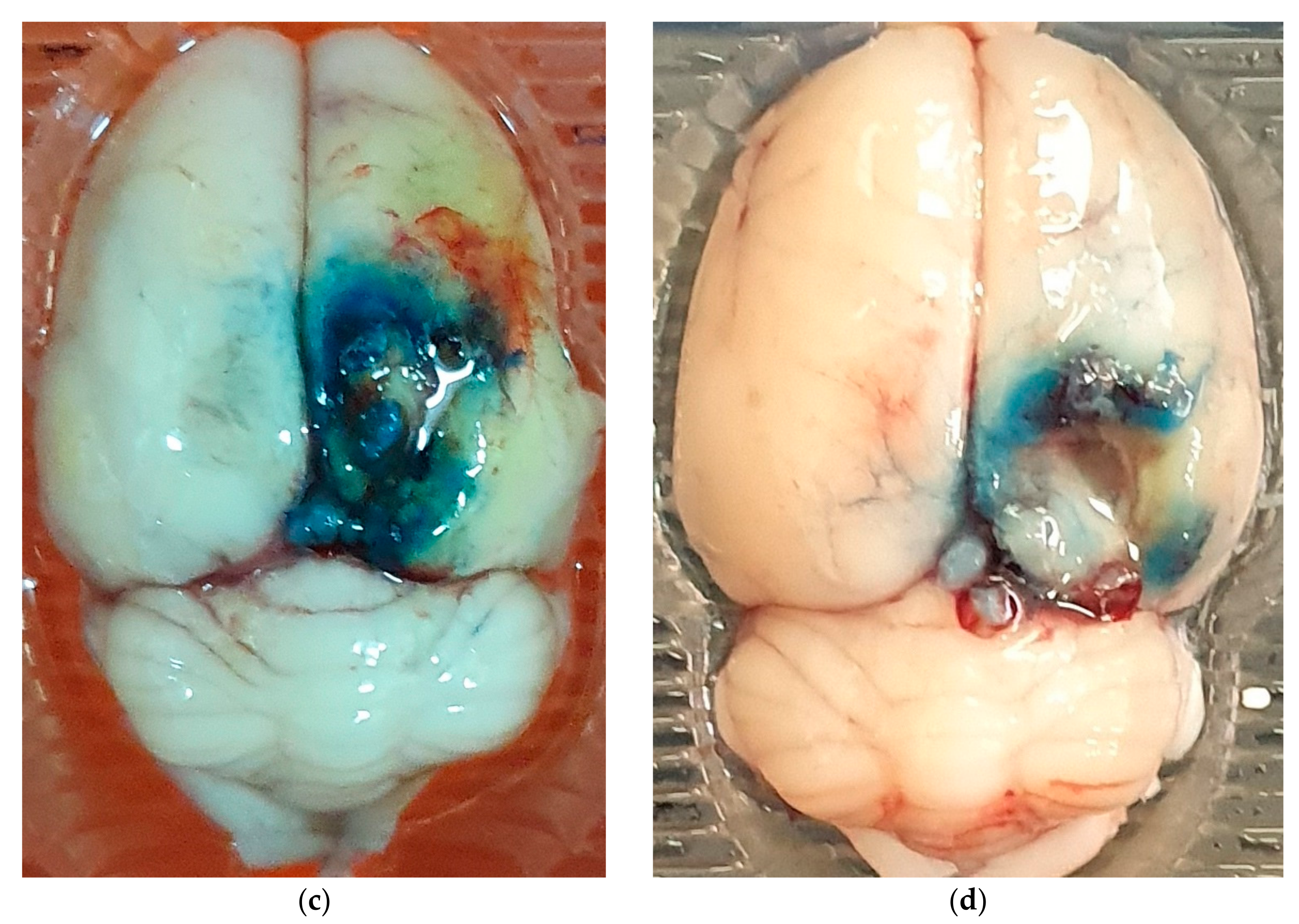 Ijms 24 05897 g002b Ijms 24 05897 g002b