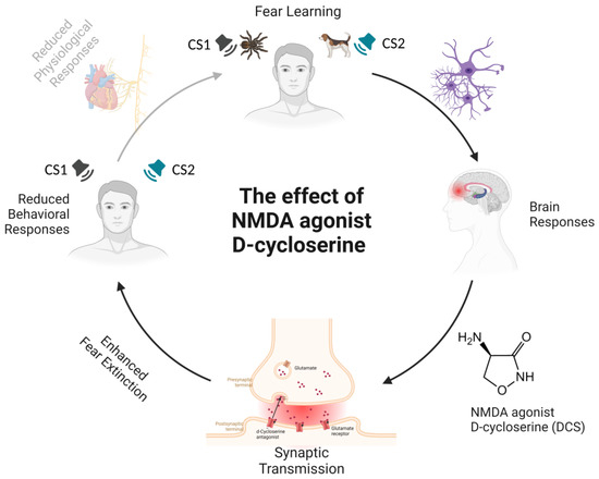 Basolateral amygdala activation enhances object recognition memory by  inhibiting anterior insular cortex activity