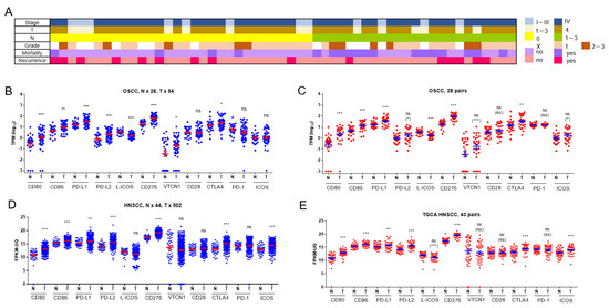 IJMS | Free Full-Text | The Concordant Disruption of B7/CD28 Immune ...
