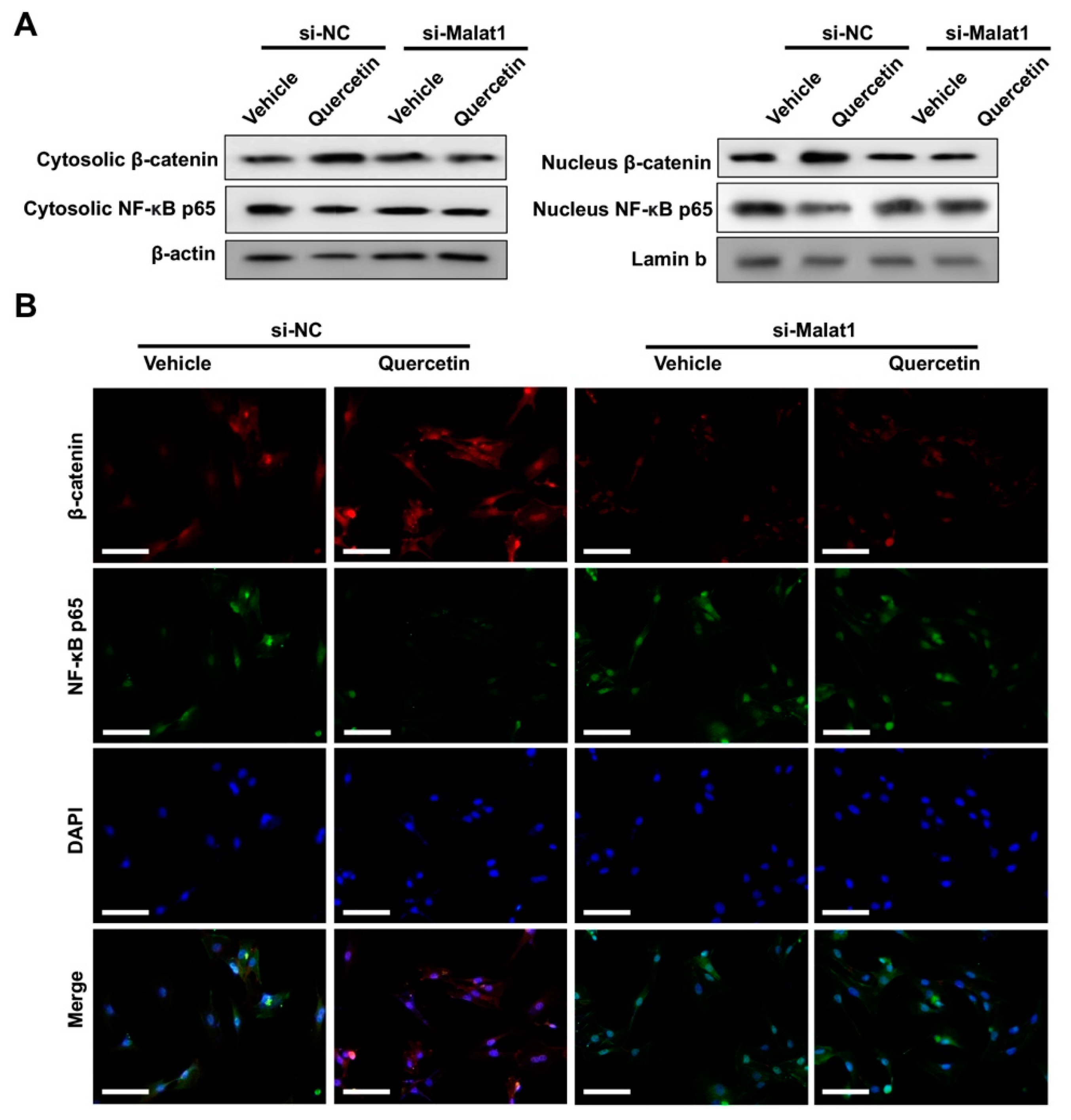 Ijms 24 05965 g006 Ijms 24 05965 g006
