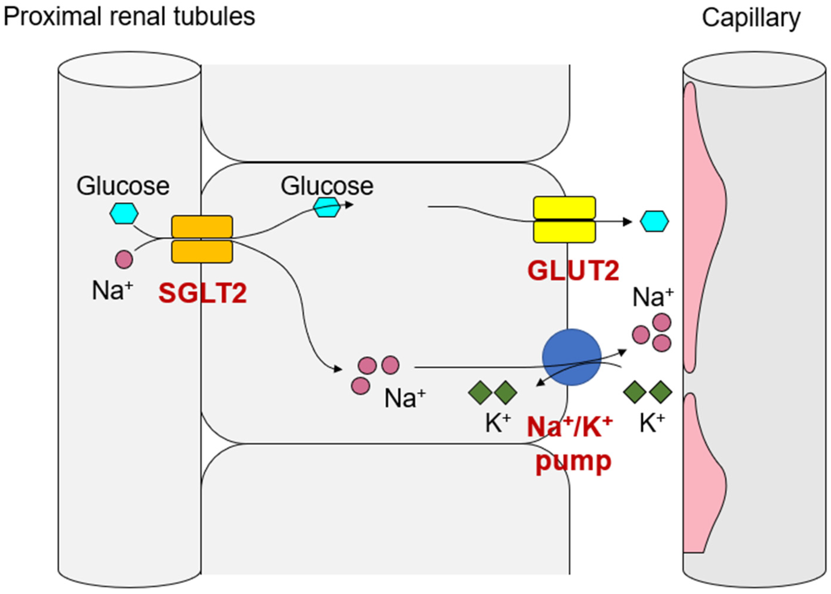 Sodium Glucose Transporter