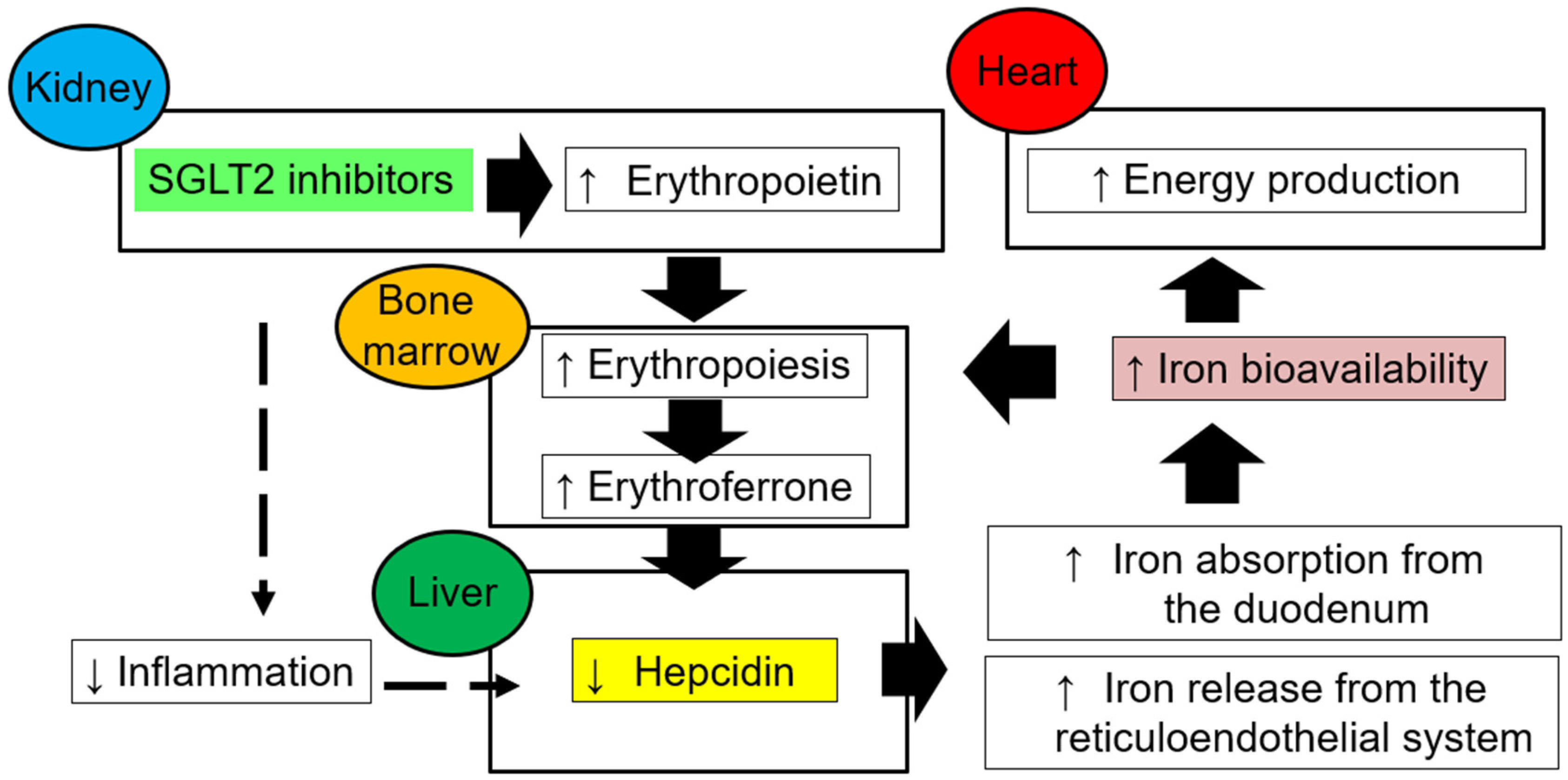 Ijms 24 05983 g004 Ijms 24 05983 g004