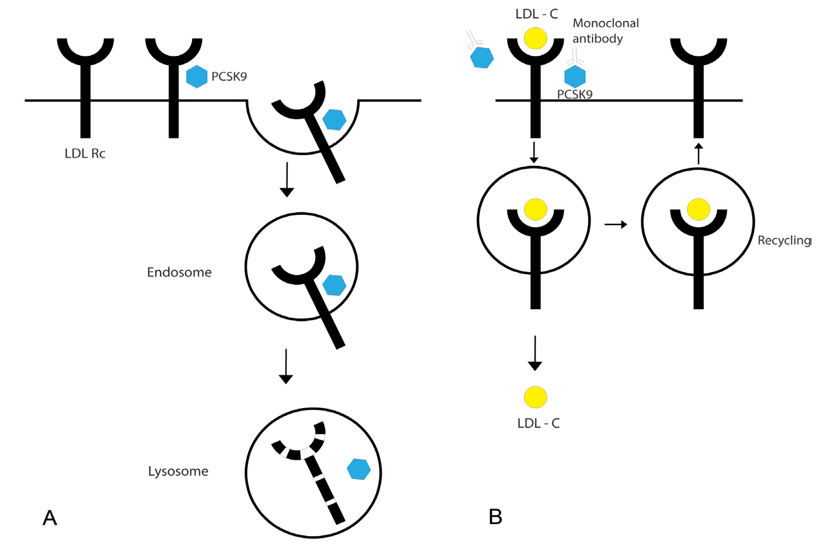 Ijms 24 06012 g001 Ijms 24 06012 g001