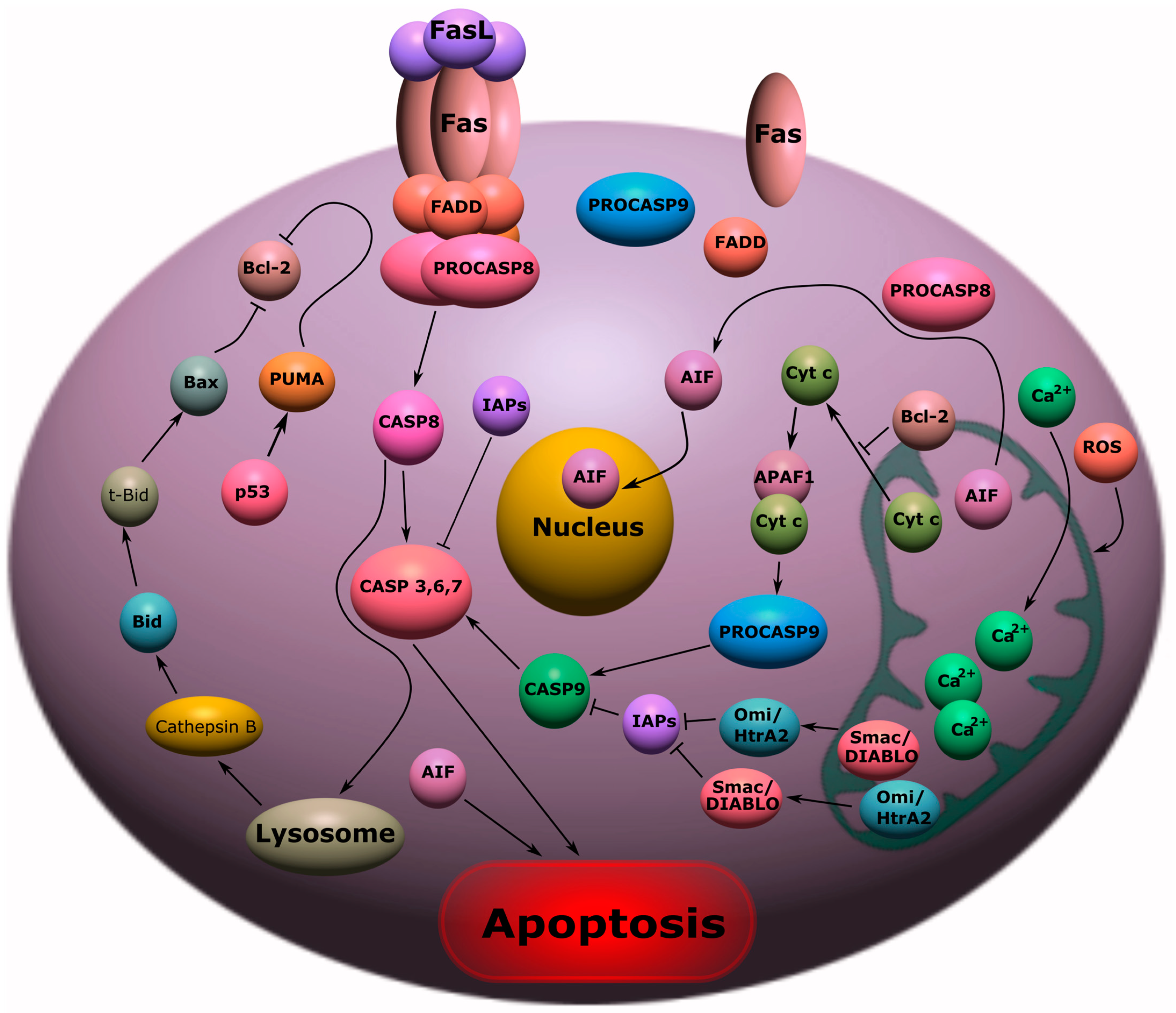 Ijms 24 06014 g001 Ijms 24 06014 g001