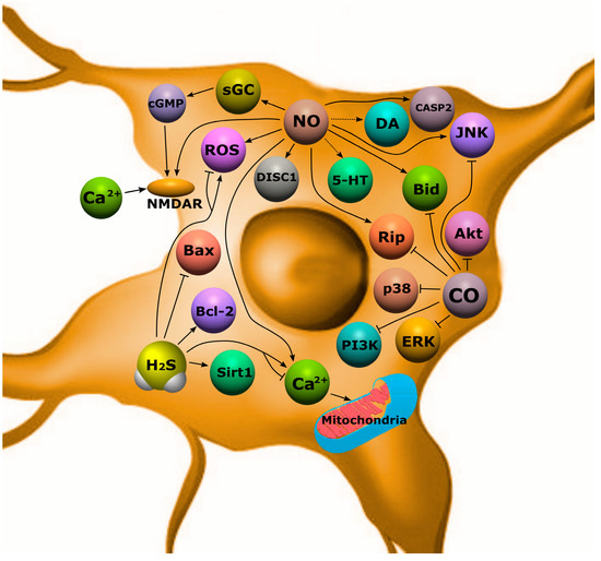 The Role of Gasotransmitter-Dependent Signaling Mechanisms