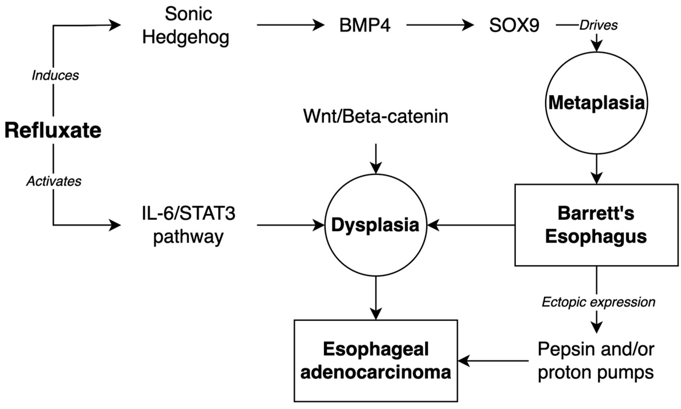 Ijms 24 06018 g001 Ijms 24 06018 g001