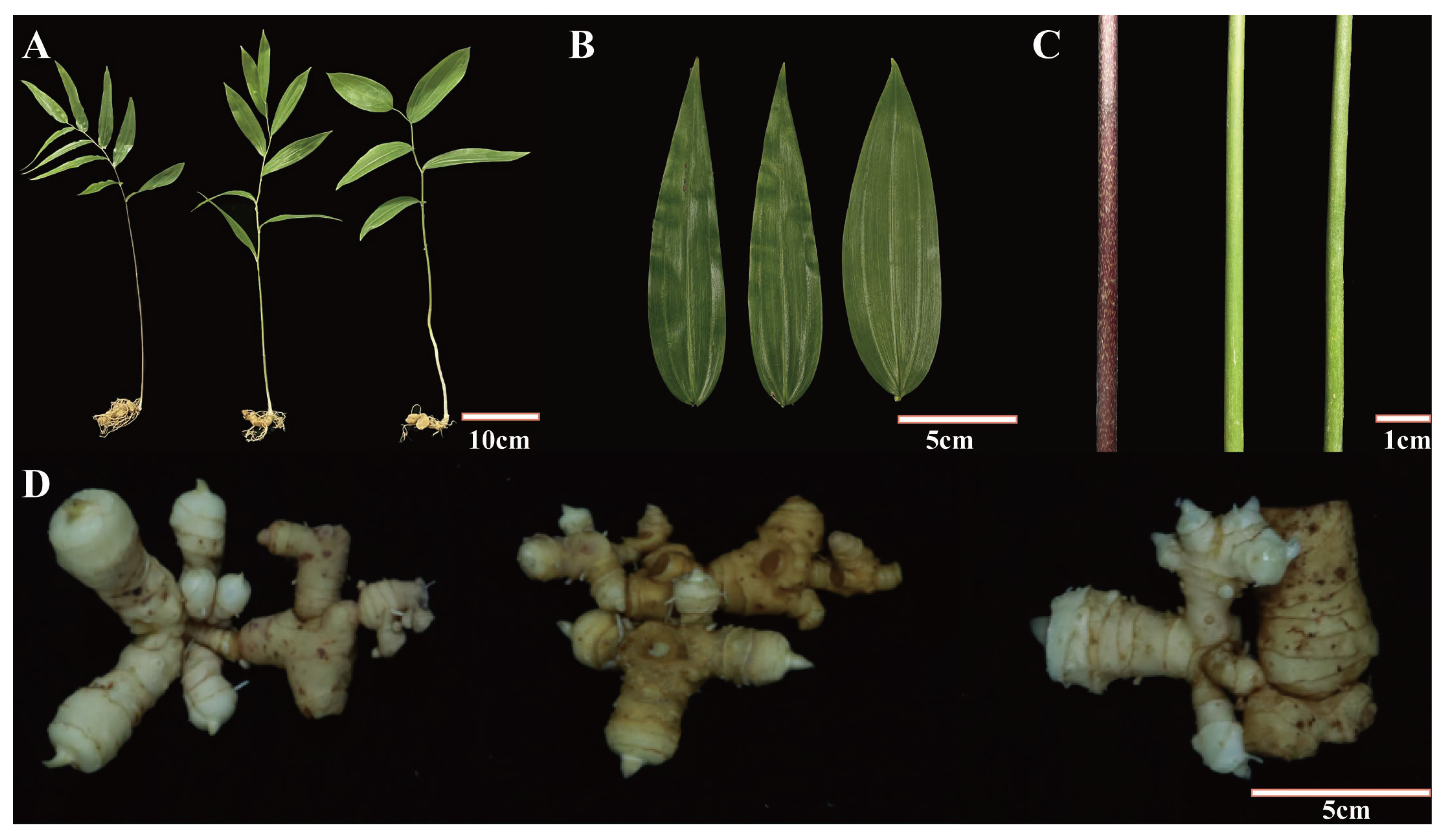 Ijms 24 06077 g001 Ijms 24 06077 g001