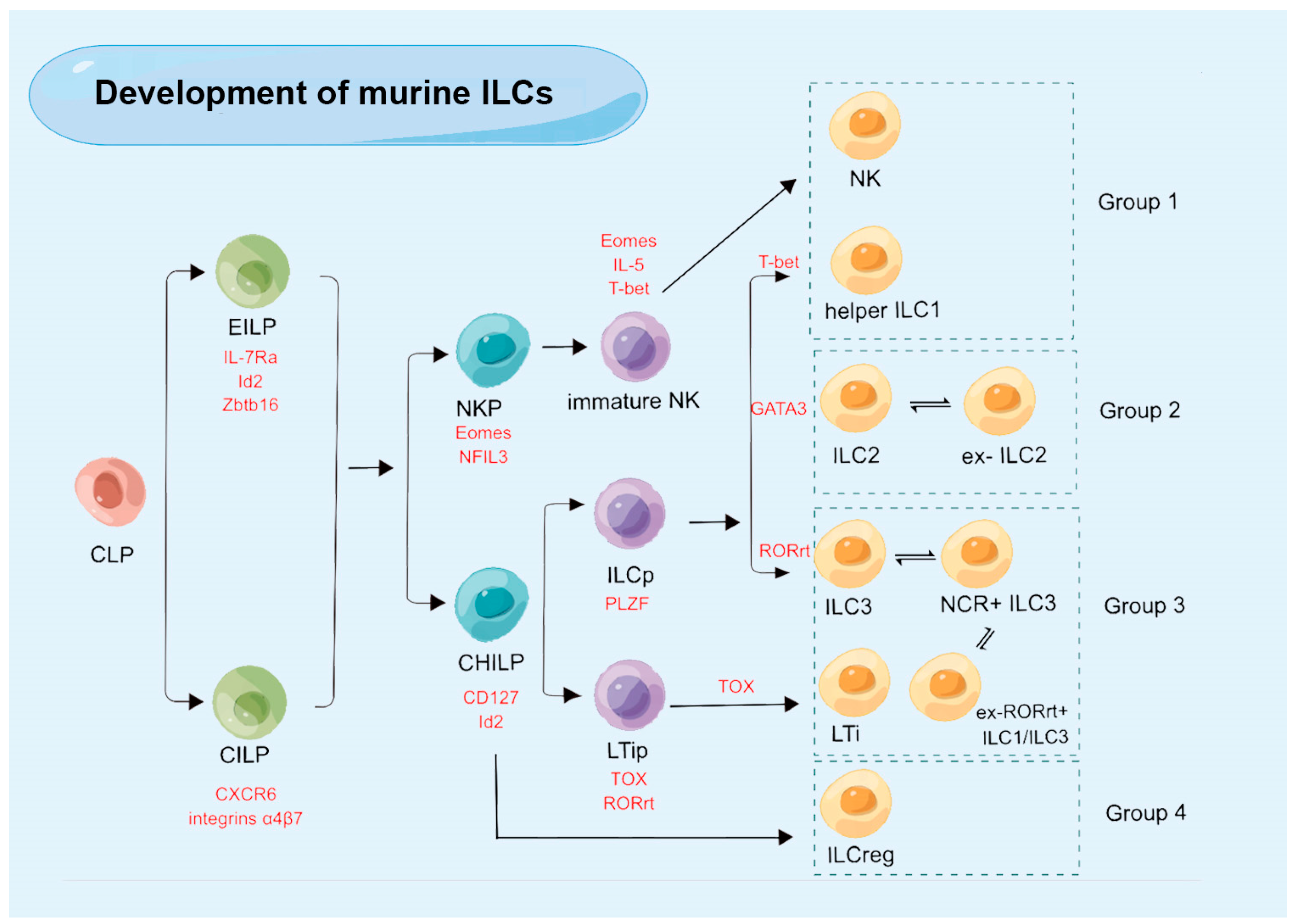 Frontiers  Neuroimmune Interactions and Rhythmic Regulation of Innate  Lymphoid Cells