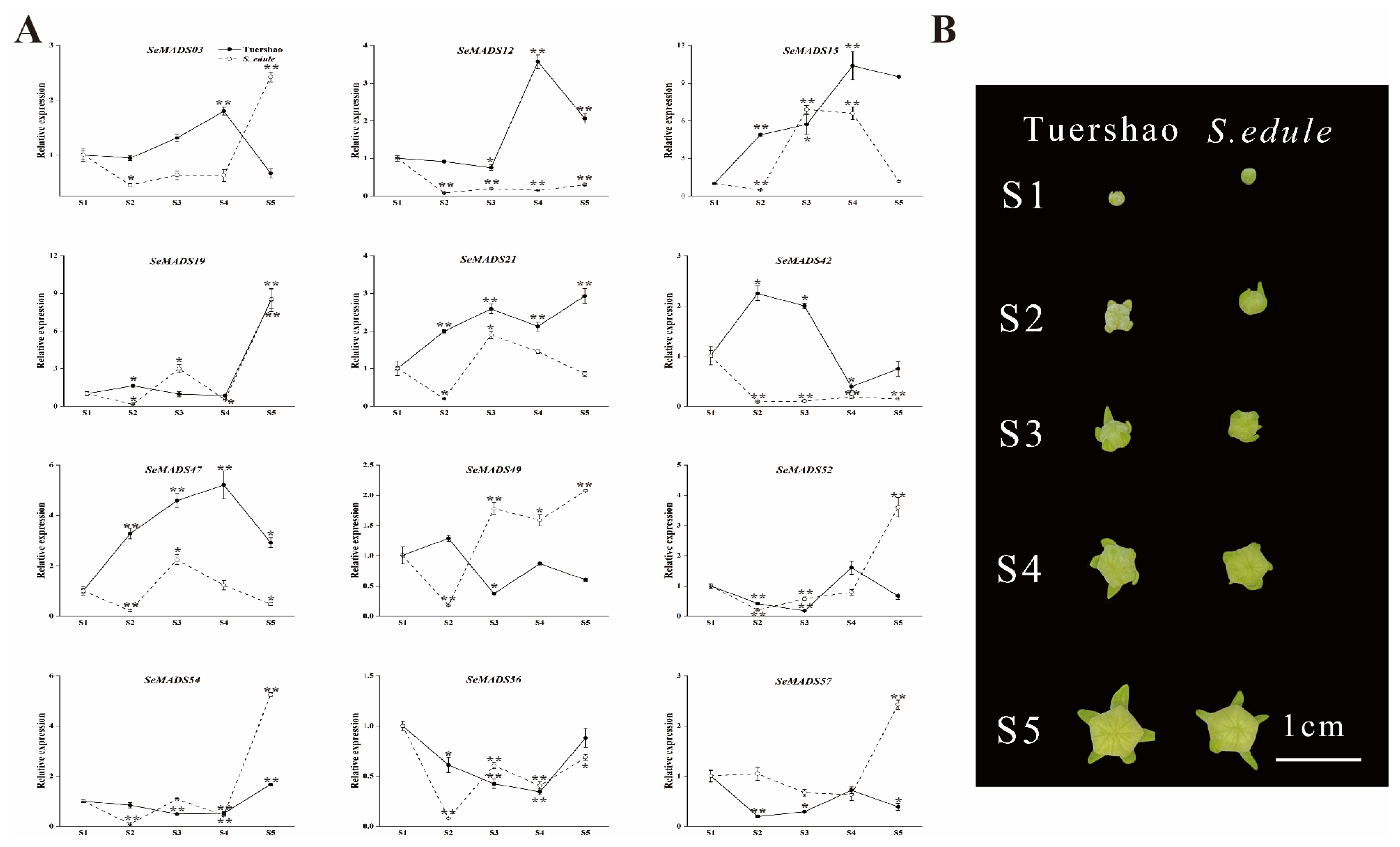 Ijms 24 06114 g010 Ijms 24 06114 g010