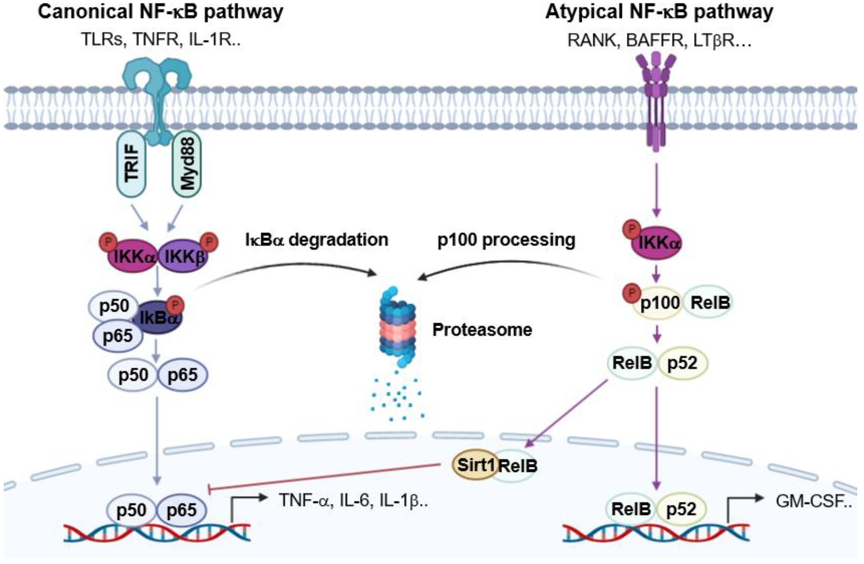 Ginsenosides from Panax ginseng as Key Modulators of NF