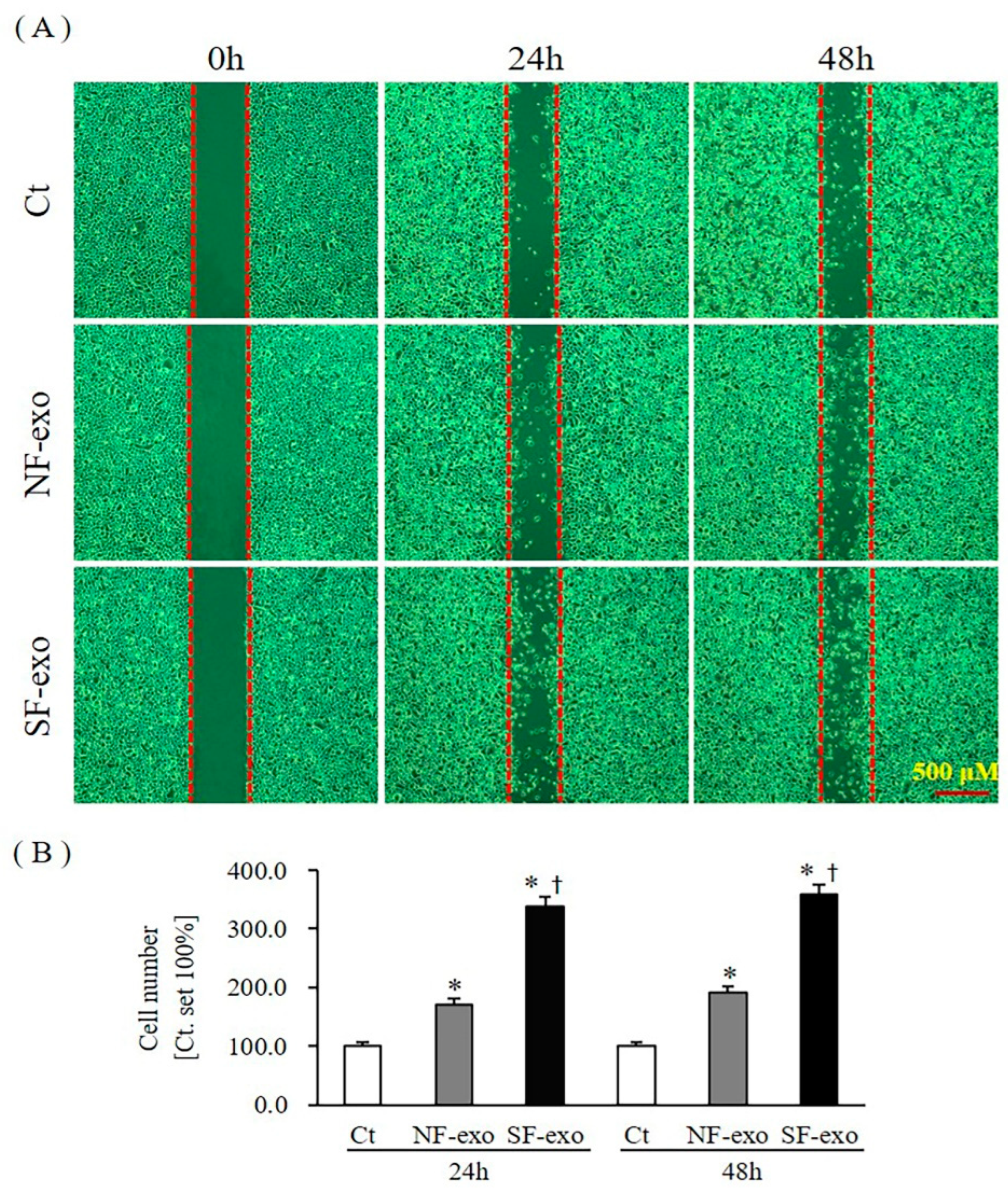 Ijms 24 06132 g009 Ijms 24 06132 g009