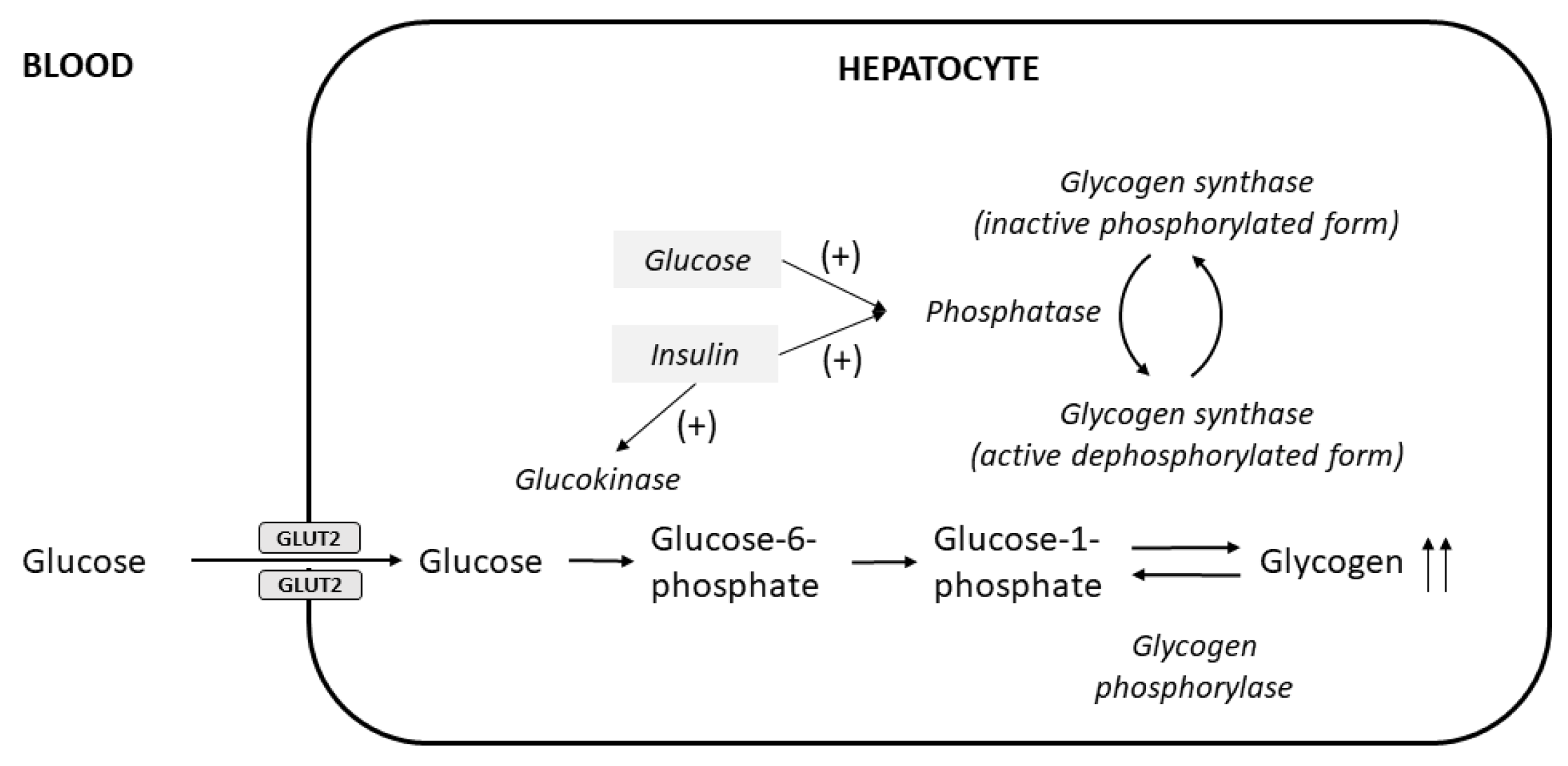 Glycogen liver