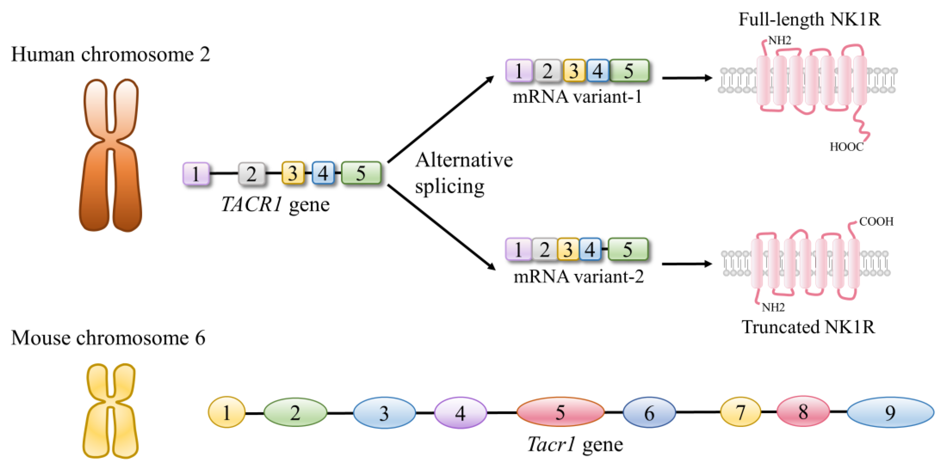 Ijms 24 06140 g003 Ijms 24 06140 g003