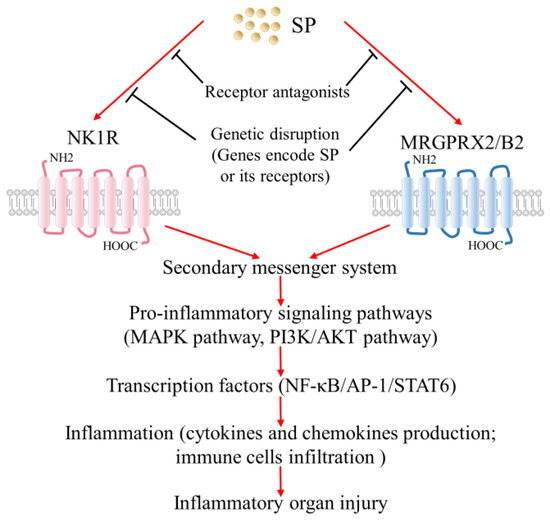 Inflammation and Organ Injury the Role of Substance P and Its Receptors