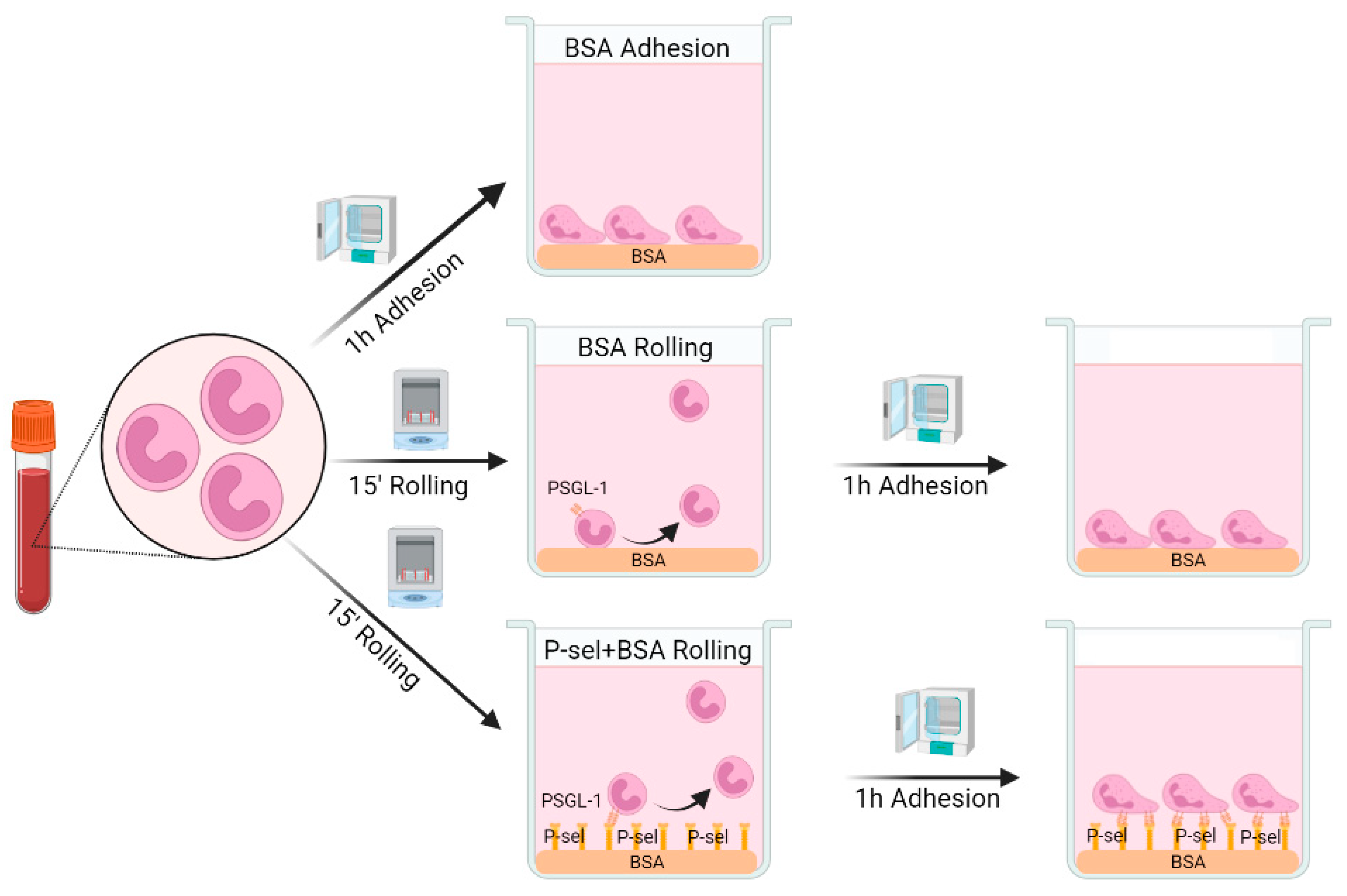 Ijms 24 06144 g007 Ijms 24 06144 g007