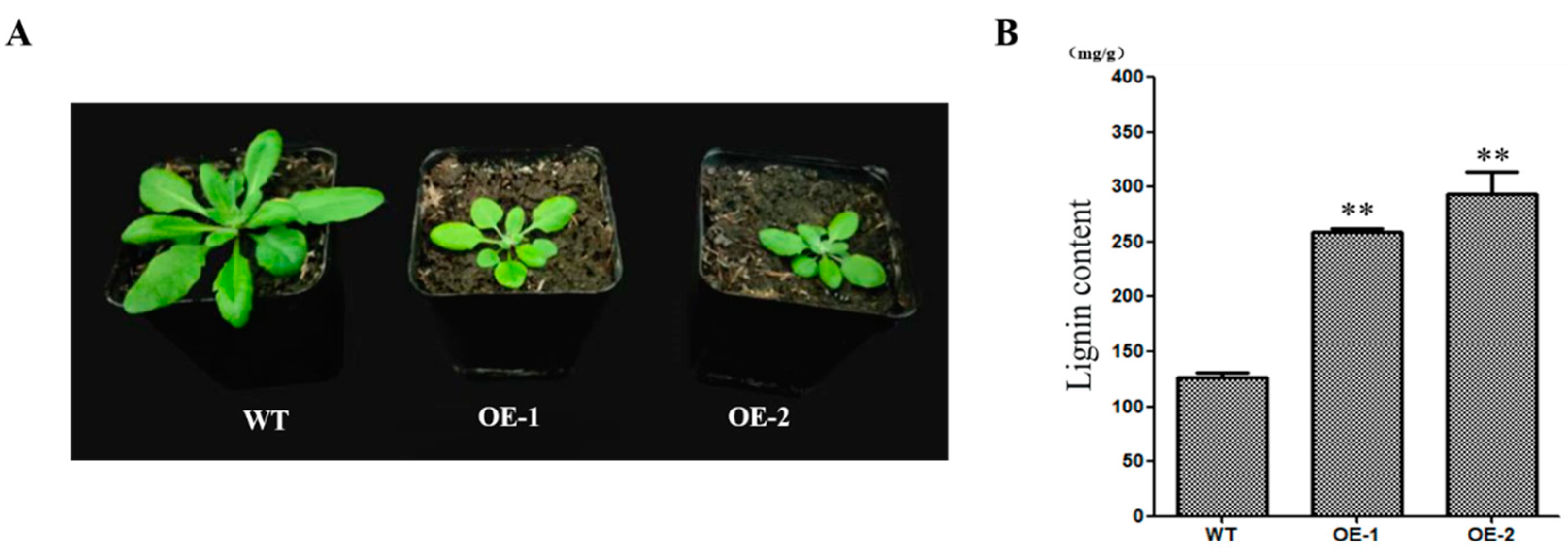 Ijms 24 06149 g005 Ijms 24 06149 g005