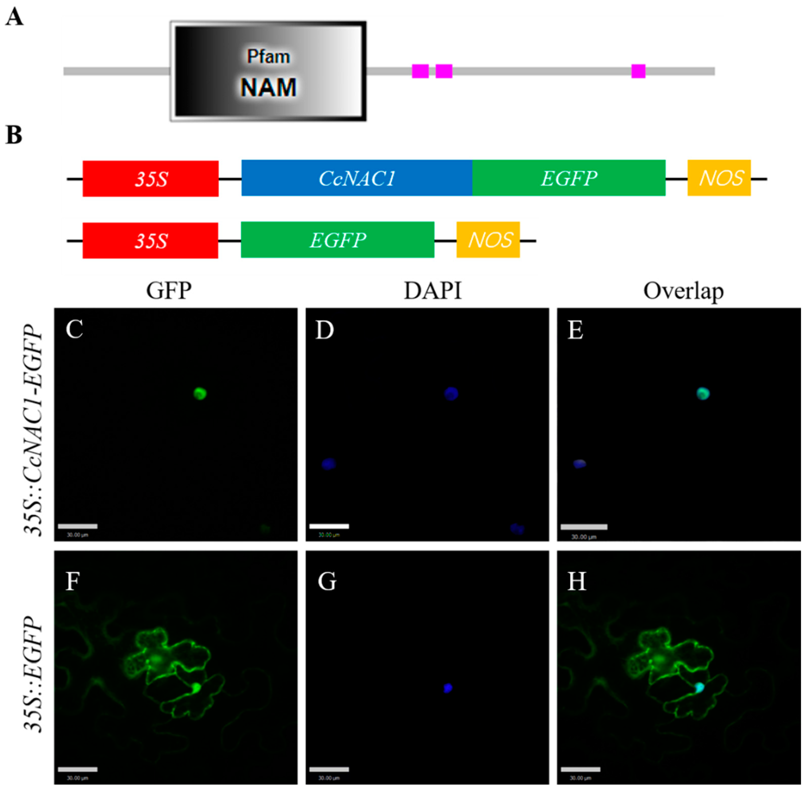 Ijms 24 06149 g006 Ijms 24 06149 g006