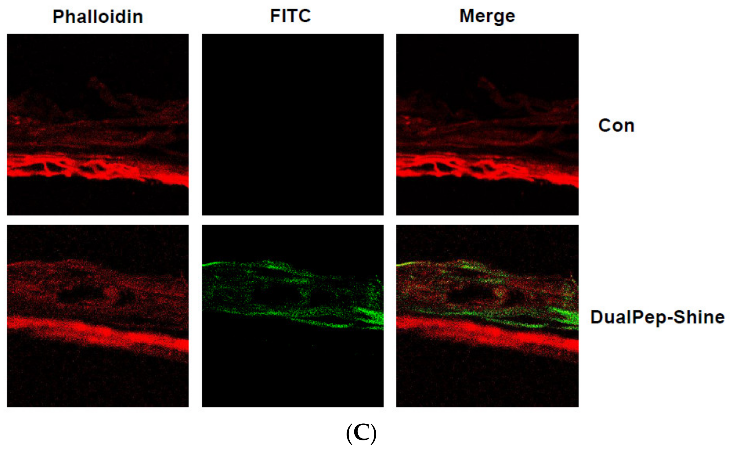 Ijms 24 06158 g004b Ijms 24 06158 g004b