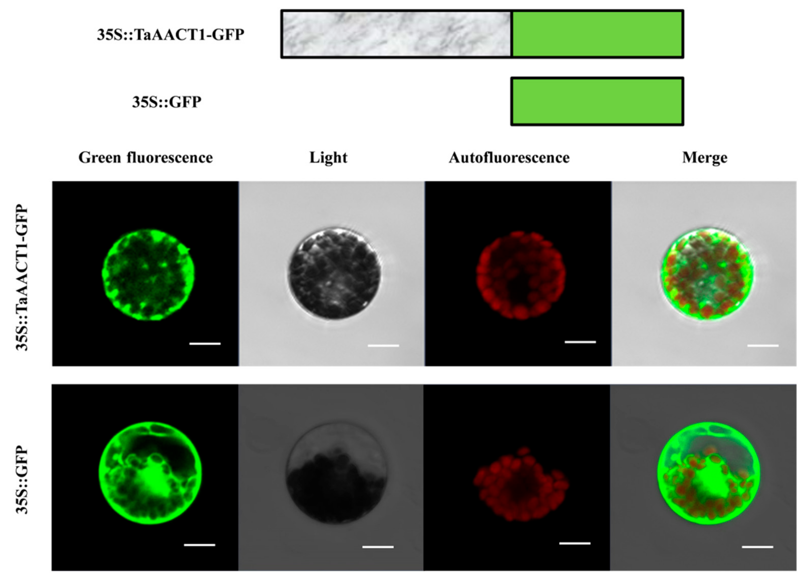 Ijms 24 06165 g008 Ijms 24 06165 g008