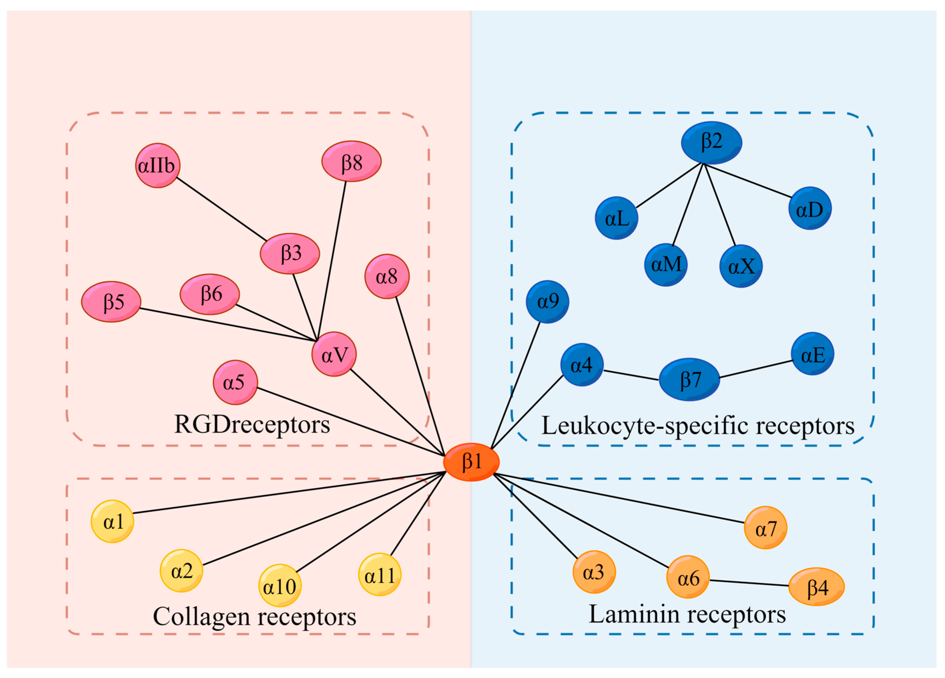 ADCC requires degranulation and LFA-1/ICAM interaction. (A-B