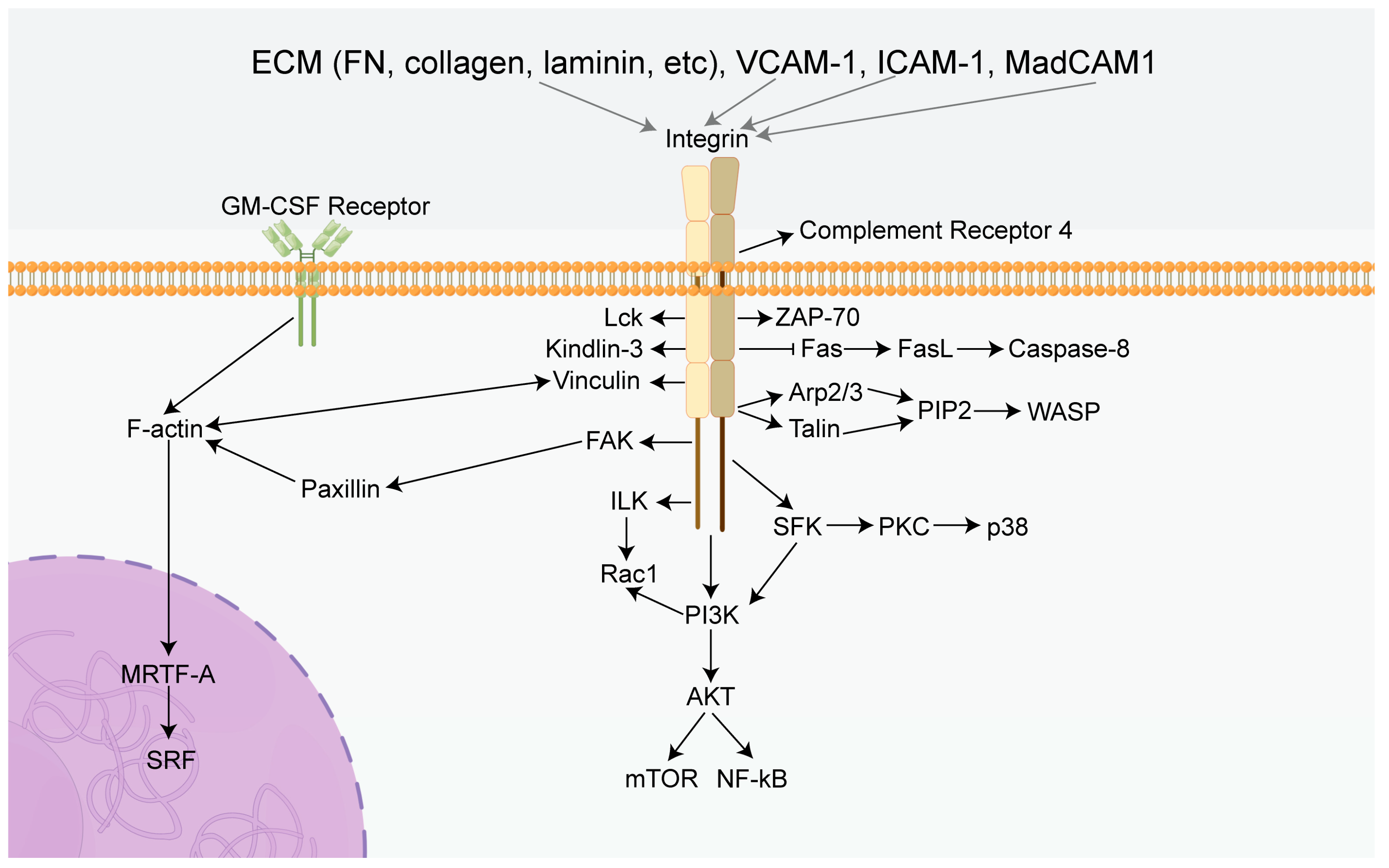 ADCC requires degranulation and LFA-1/ICAM interaction. (A-B