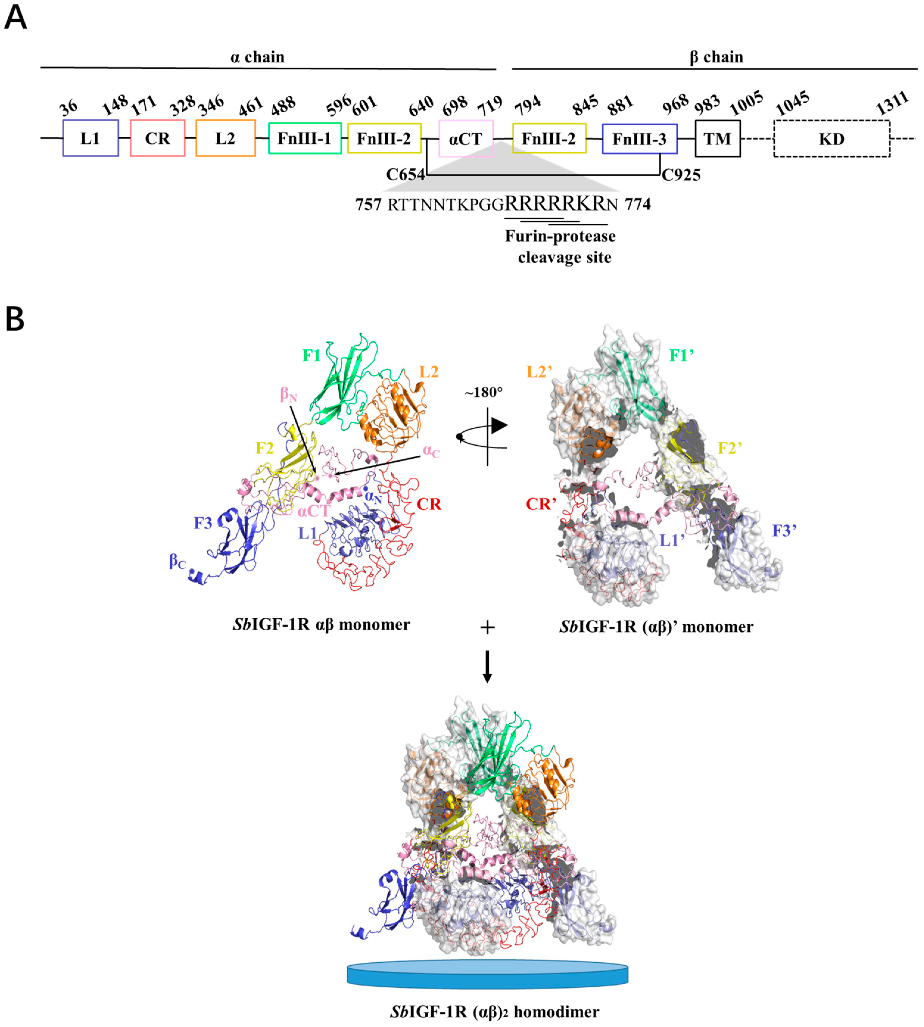Ijms 24 06175 g002 Ijms 24 06175 g002