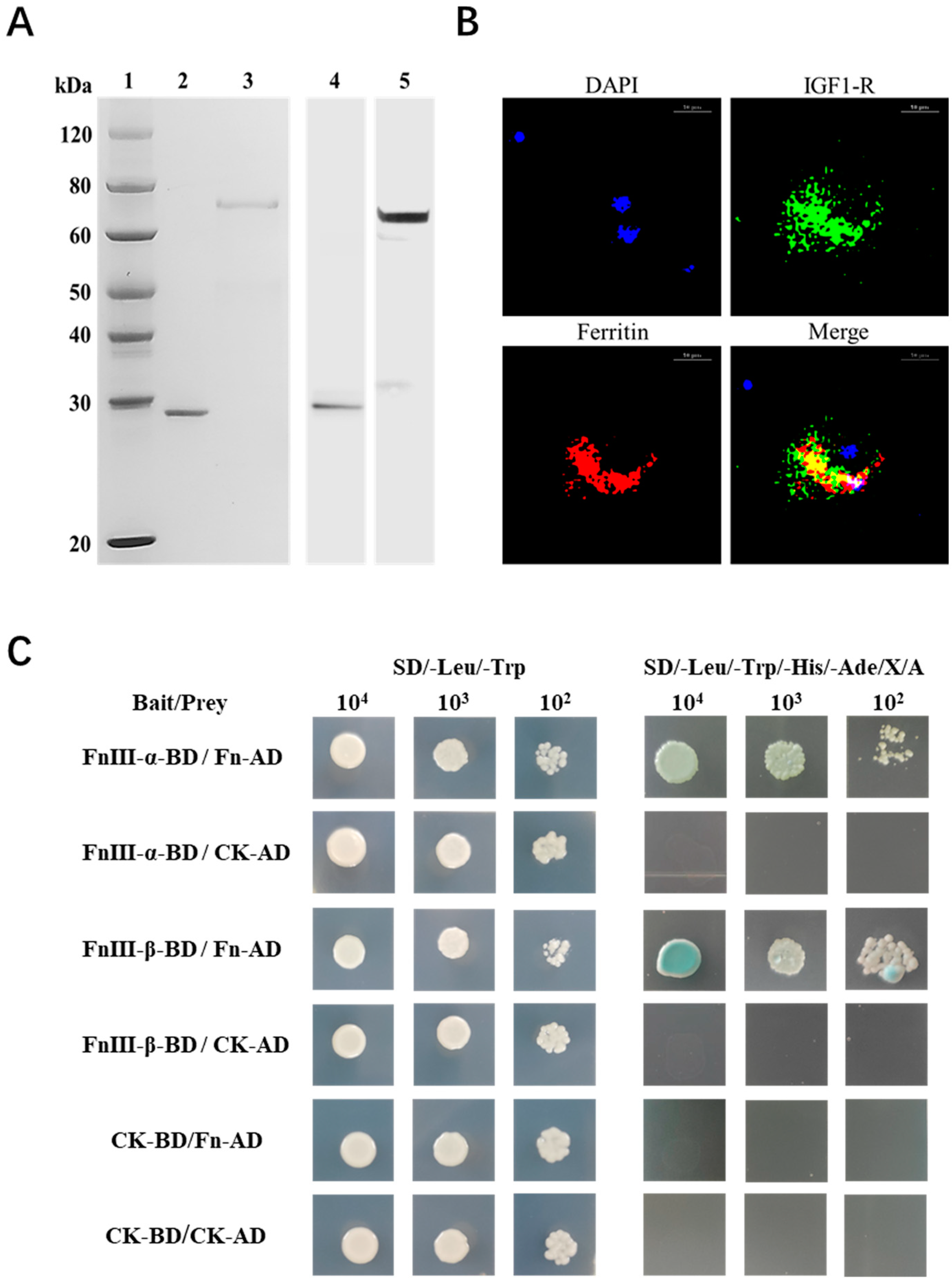 Ijms 24 06175 g006 Ijms 24 06175 g006