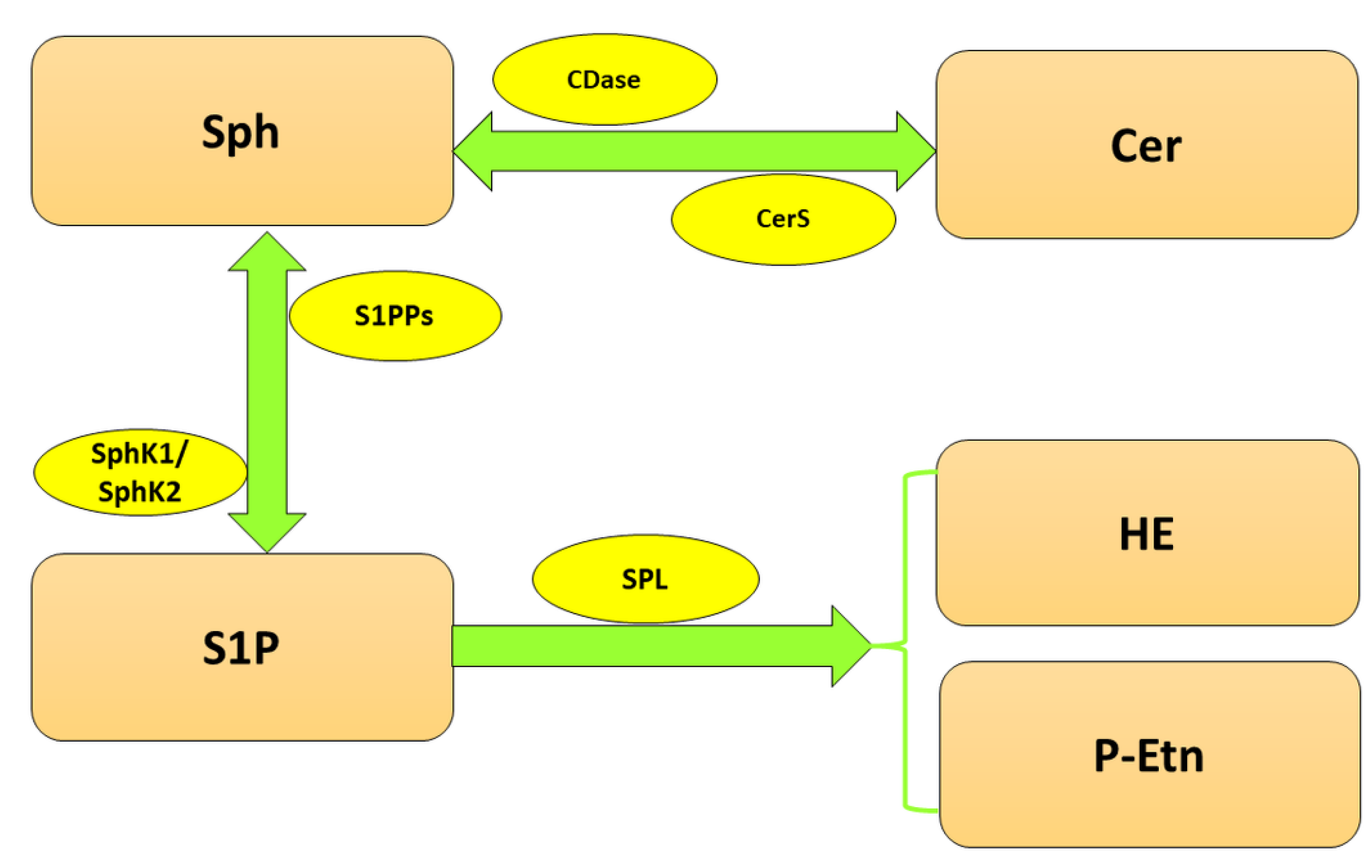 Ijms 24 06180 g001 Ijms 24 06180 g001