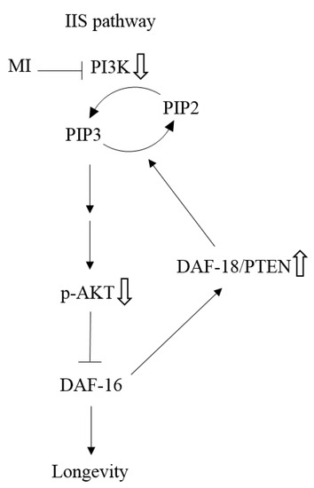 The Attenuation of Insulin/IGF-1 Signaling Pathway Plays a Crucial Role ...