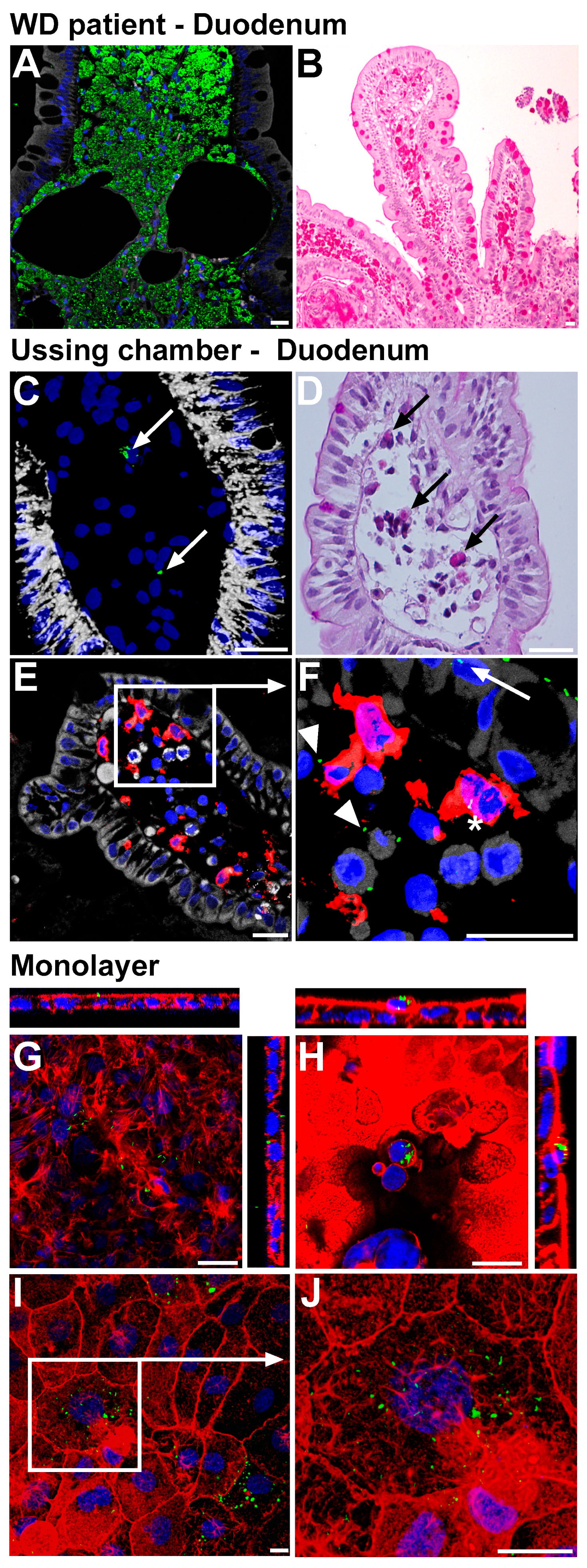 Ijms 24 06197 g001 Ijms 24 06197 g001